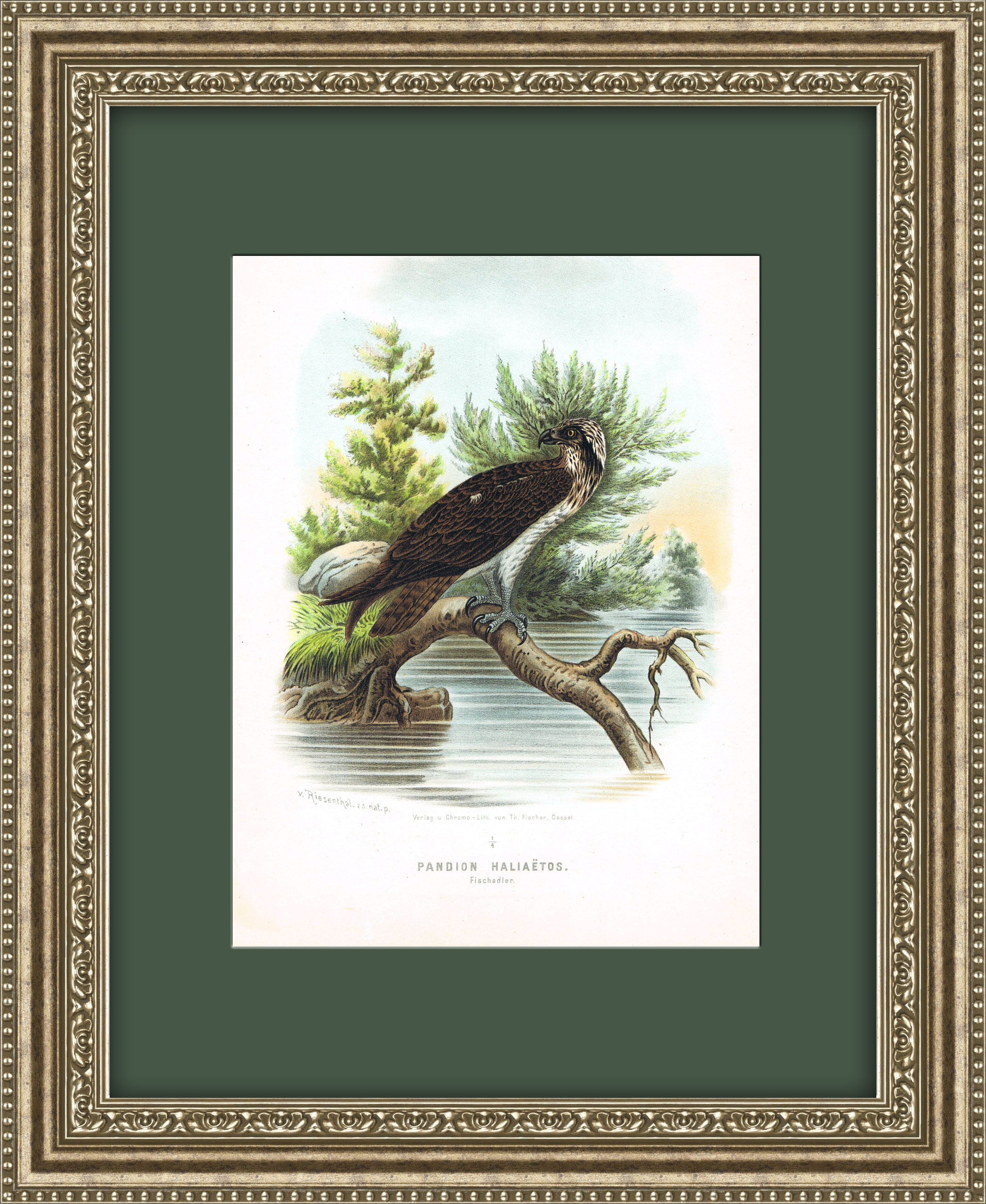 Хищные птицы: Скопа, большая старинная хромолитография 1894 г. Хищные птицы: Скопа, большая старинная хромолитография 1894 г.