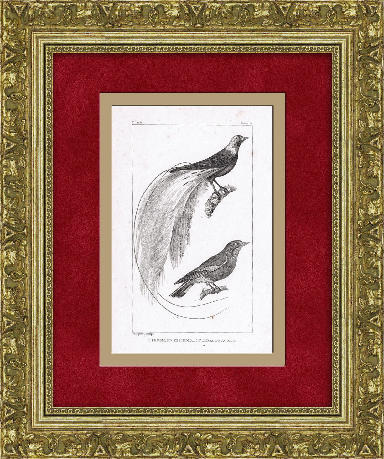 Райская птица и индийский ролик. Антикварная гравюра Райская птица и индийский ролик. Антикварная гравюра