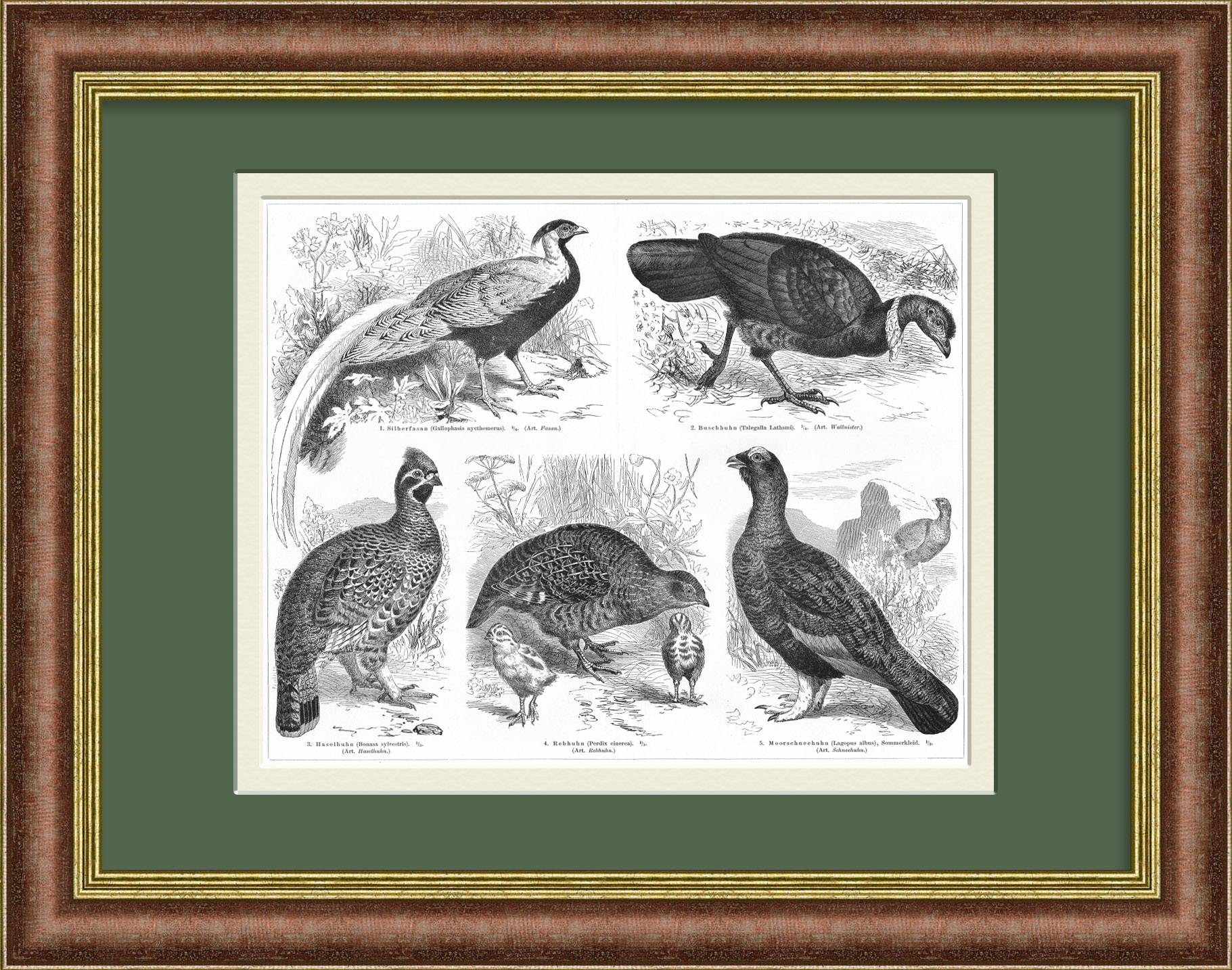 Рябчик, куропатка, фазан и др. Старинная литография Рябчик, куропатка, фазан и др. Старинная литография