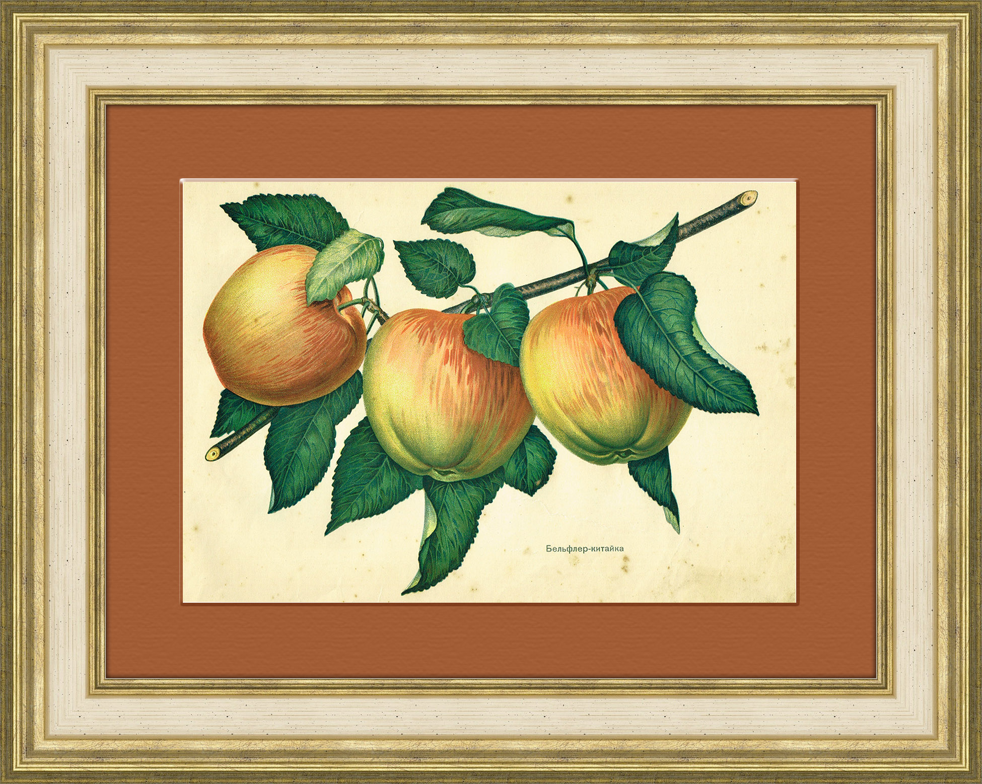 Бельфлер-китайка, мичуринские яблоки, хромолитография Бельфлер-китайка, мичуринские яблоки, хромолитография