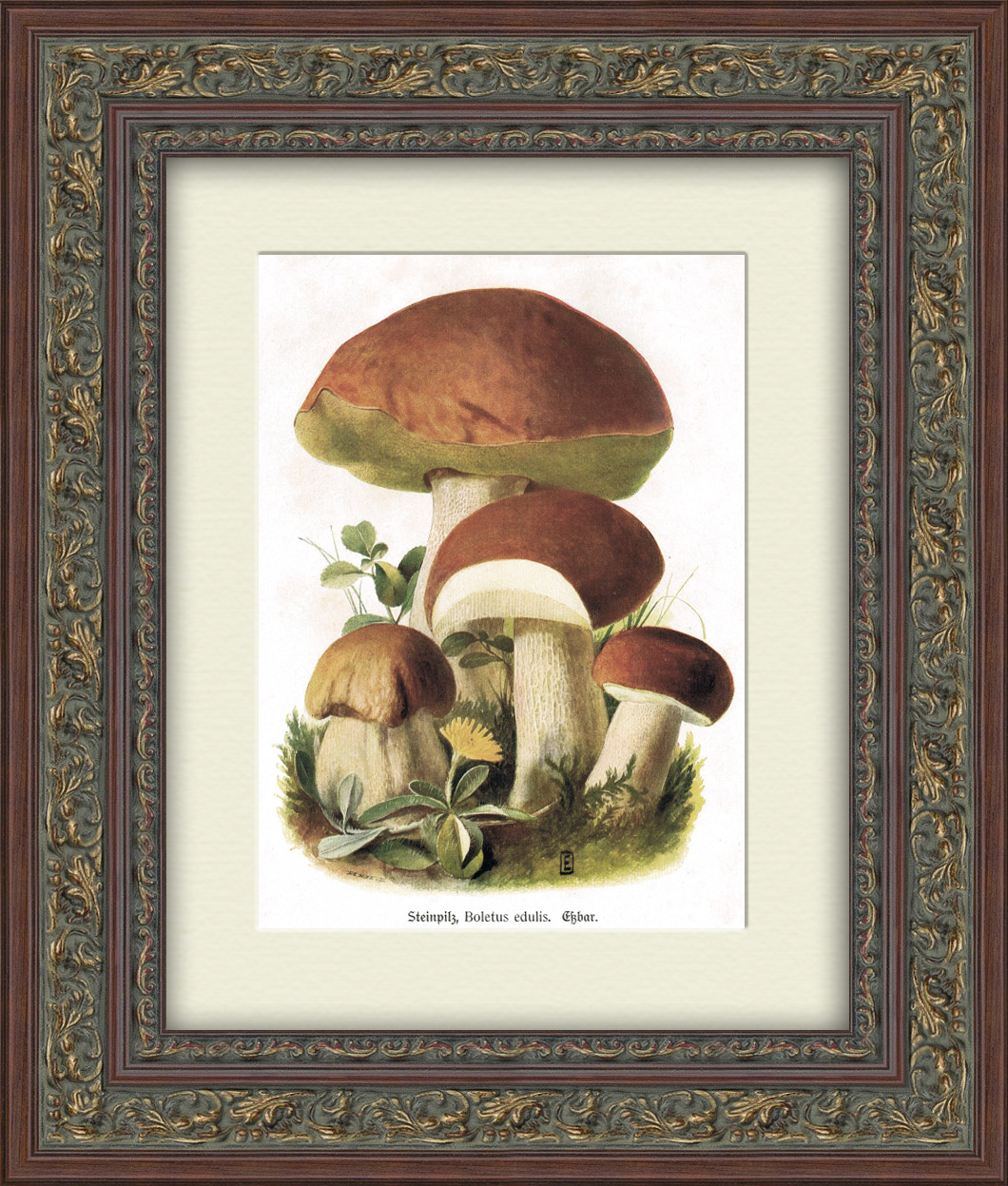 Белый гриб. Редкая хромолитография 1913 года Белый гриб. Редкая хромолитография 1913 года