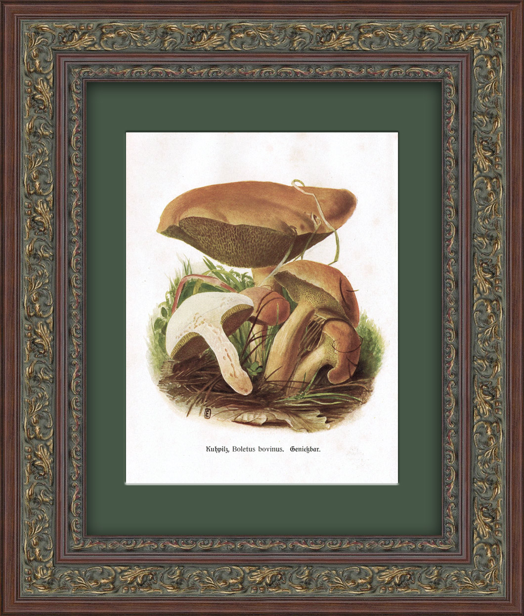 Козляк (масленок). Старинная графика Козляк (масленок). Старинная графика