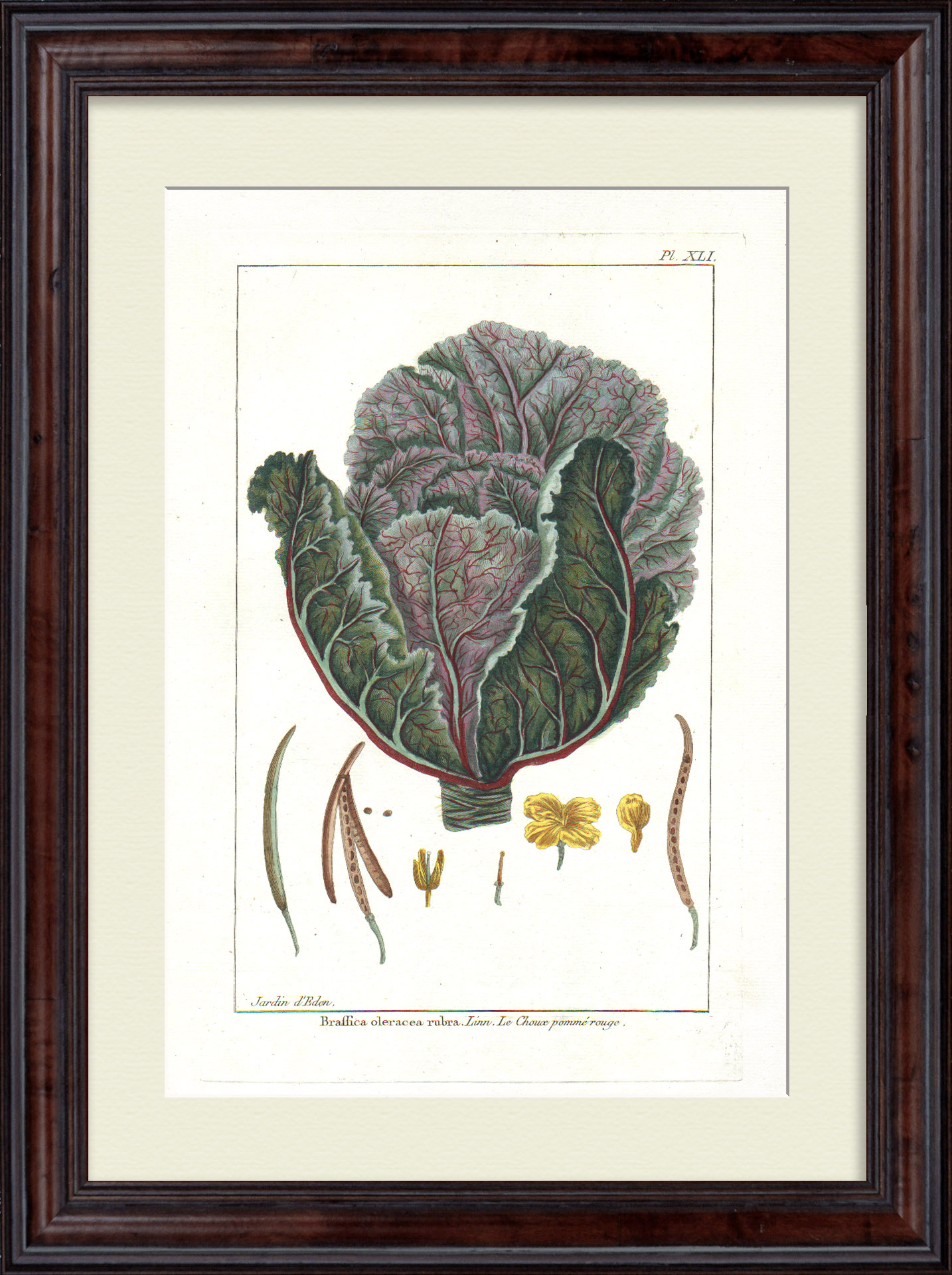 Капуста краснокачанная. Большая, редкая гравюра 18 века Капуста краснокачанная. Большая, редкая гравюра 18 века