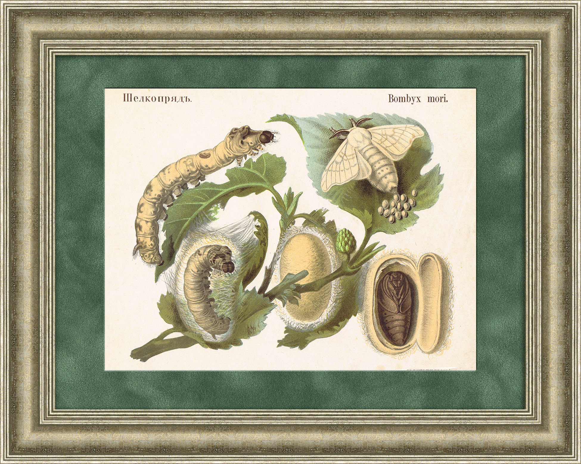 Тутовый шелкопряд. Хромолитография конца 19 века Тутовый шелкопряд. Хромолитография конца 19 века