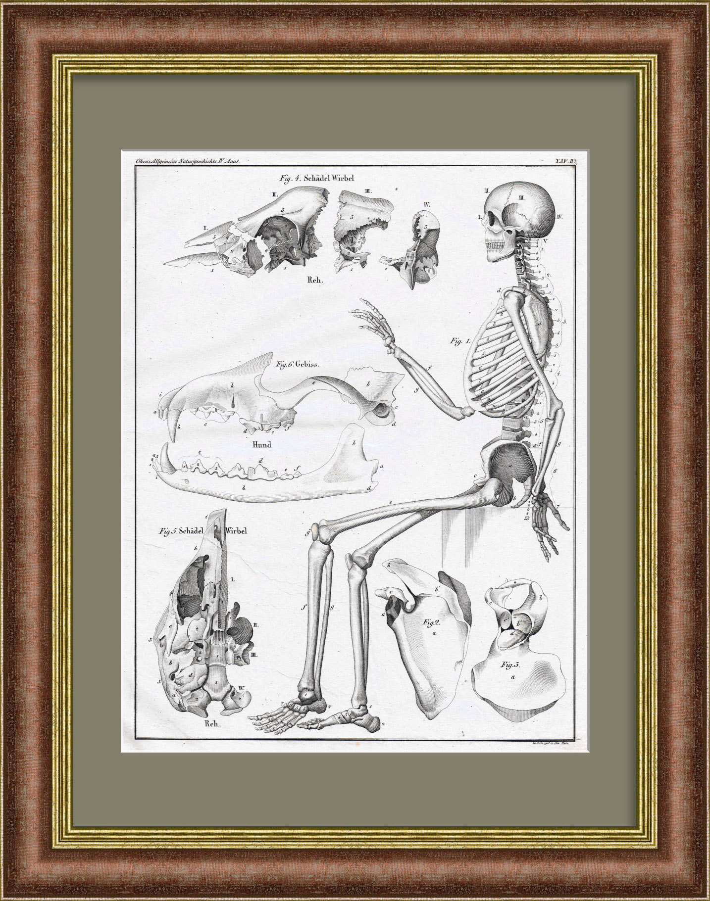 Строение скелета. Старинная гравюра 19 века Строение скелета. Старинная гравюра 19 века