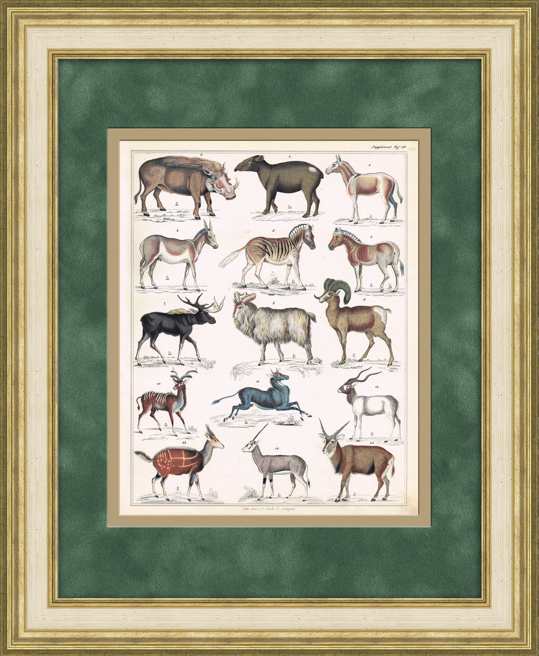 Зебра квагга, снежный баран, большой куду, тапир, сенегальская антилопа и др. Редкая гравюра в раме Зебра квагга, снежный баран, большой куду, тапир, сенегальская антилопа и др. Редкая гравюра в раме