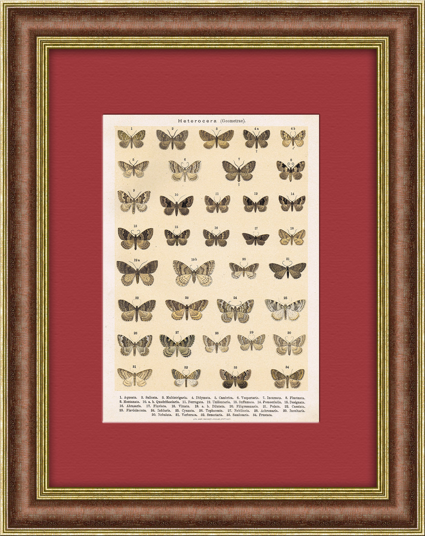 Мотыльки. Хромолитография 19 века Мотыльки. Хромолитография 19 века