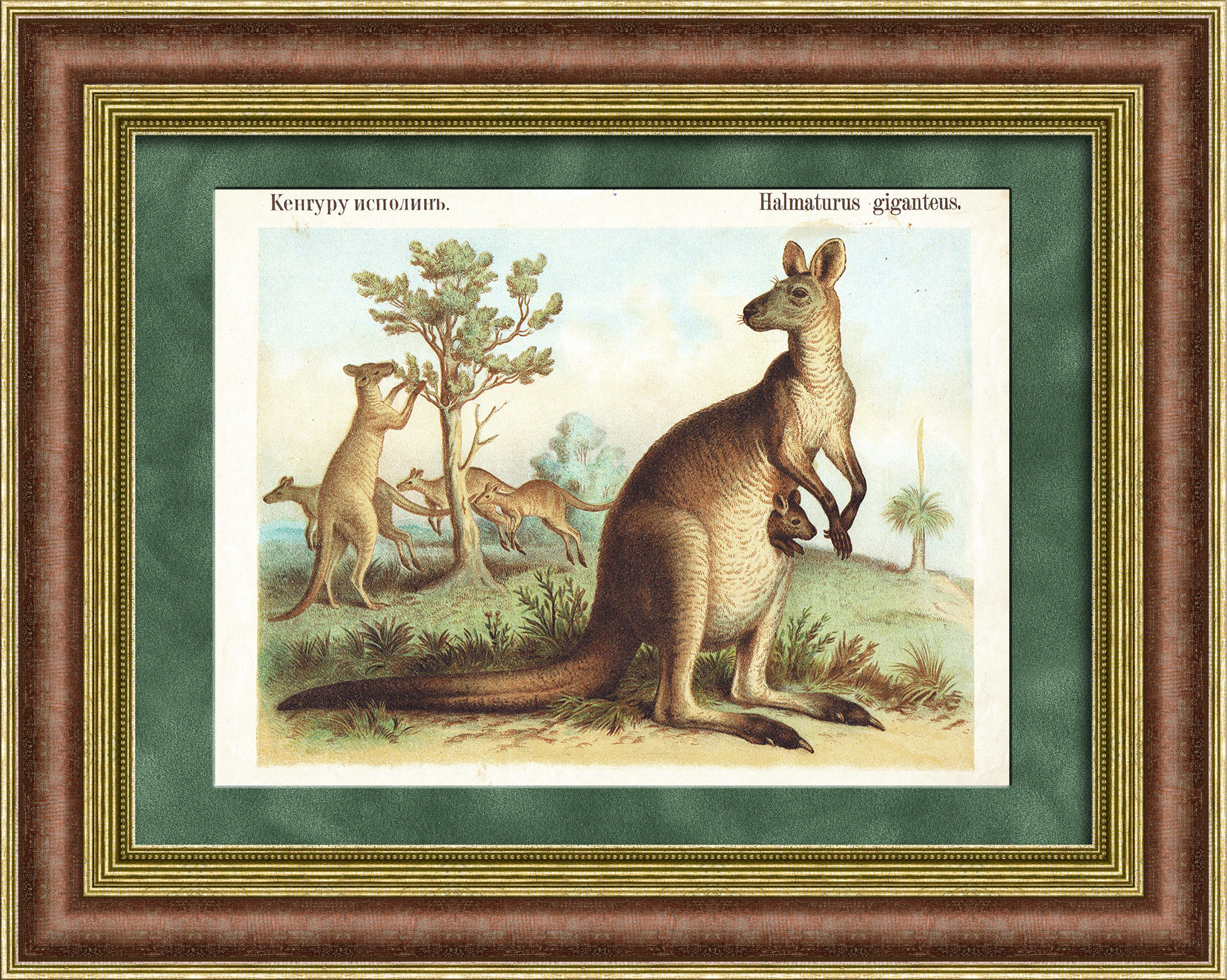 Гигантский кенгуру. Старинная хромолитография Гигантский кенгуру. Старинная хромолитография