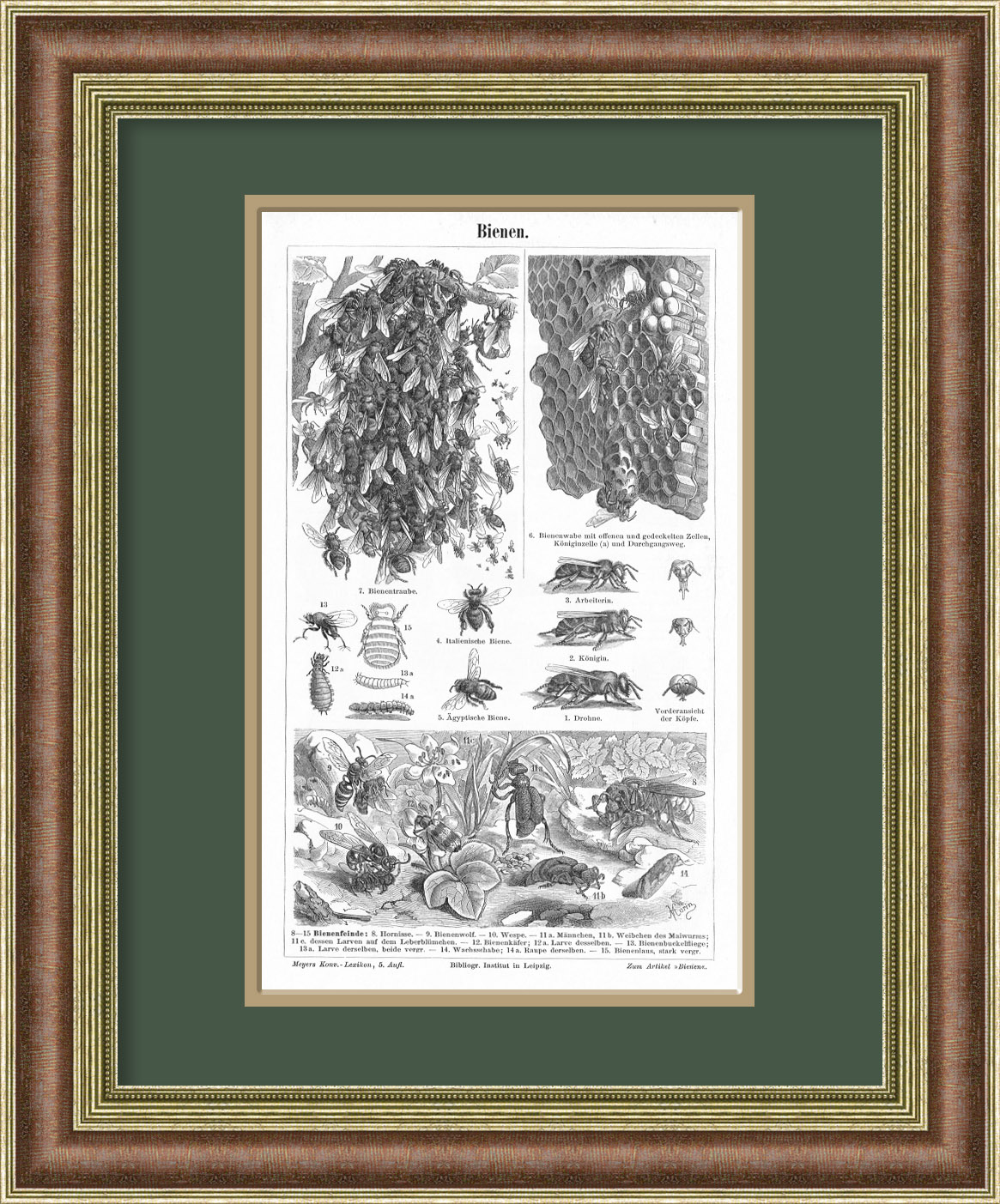 Пчелы. Антикварная литография в раме Пчелы. Антикварная литография в раме