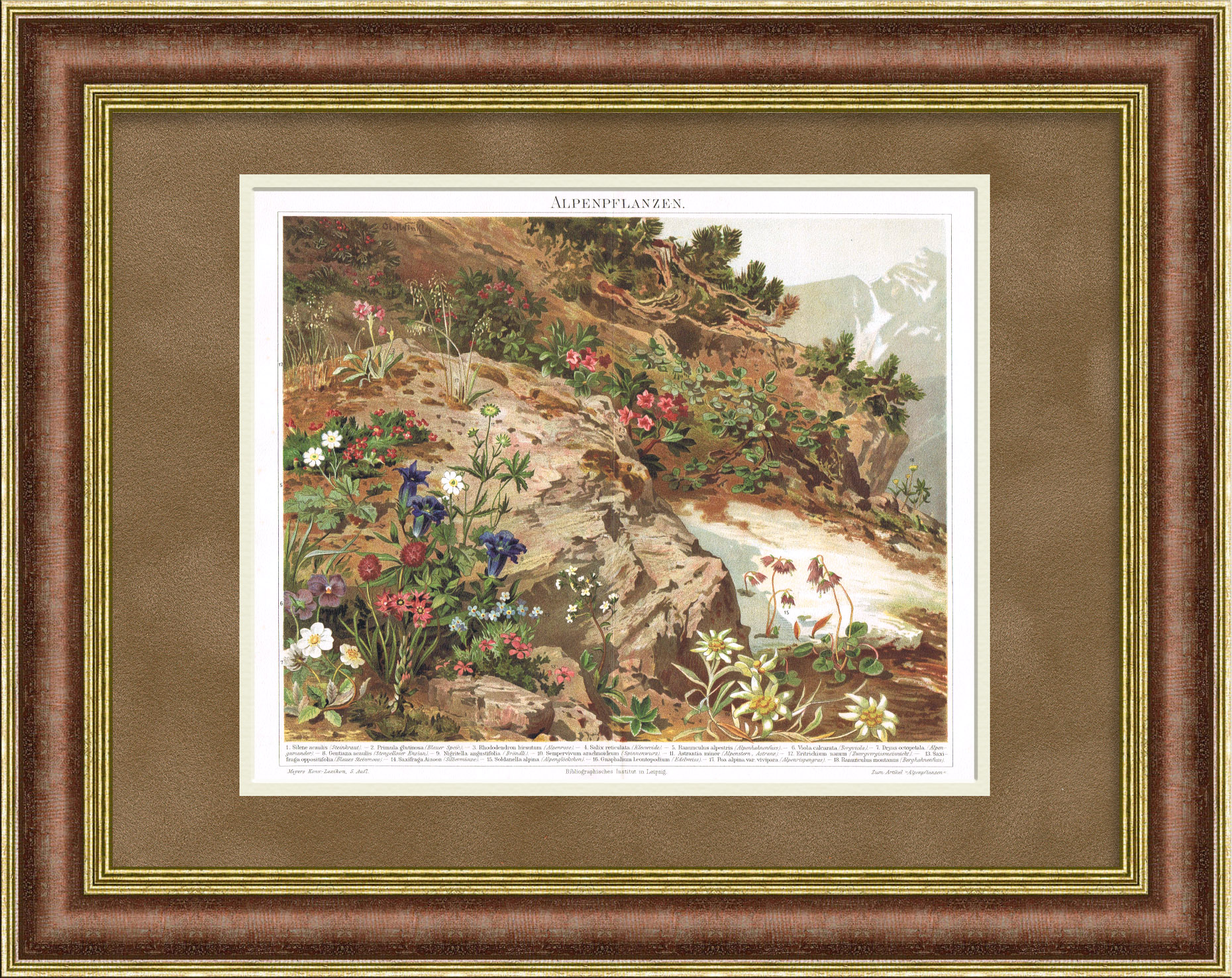 Цветы Альп. Старинная хромолитография Цветы Альп. Старинная хромолитография