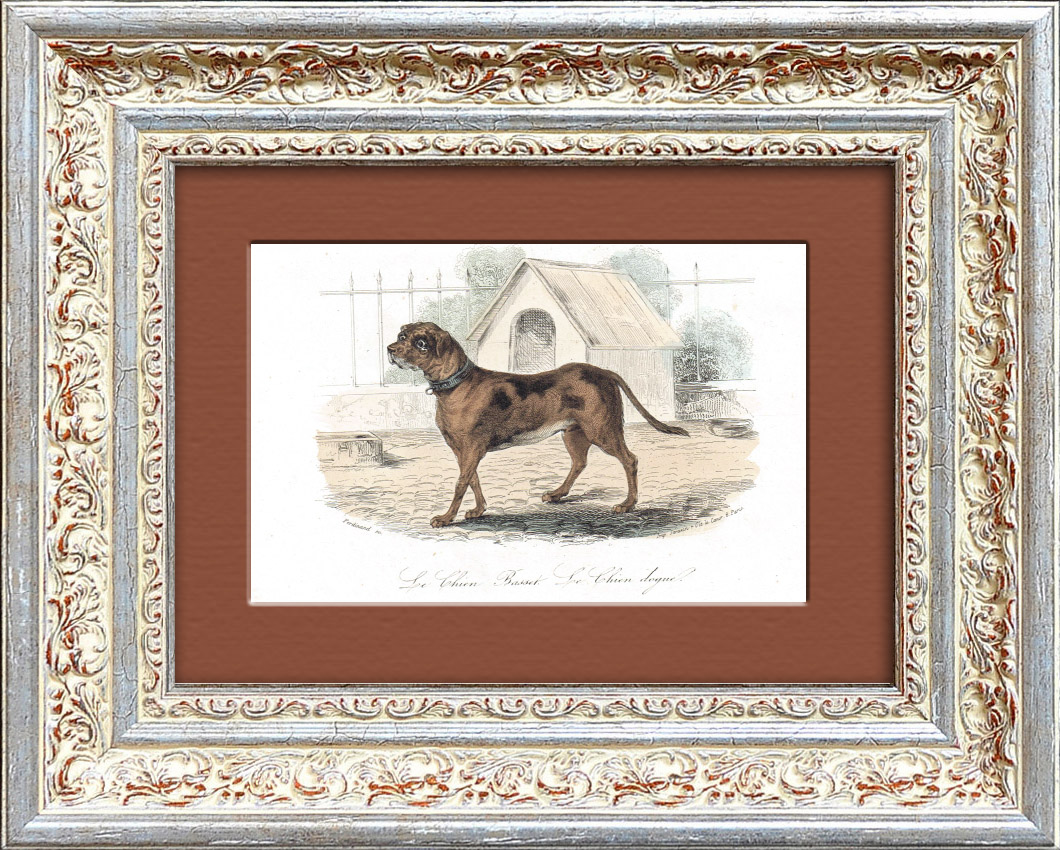 Дог. Старинная гравюра с ручной раскраской. Середина 19 в. Дог. Старинная гравюра с ручной раскраской. Середина 19 в.