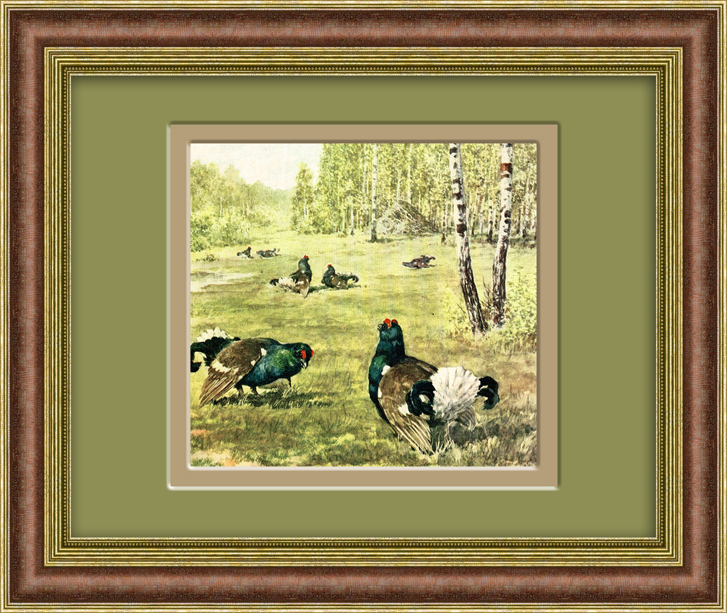 Тетерева в лесу. Тиражная иллюстрация Тетерева в лесу. Тиражная иллюстрация