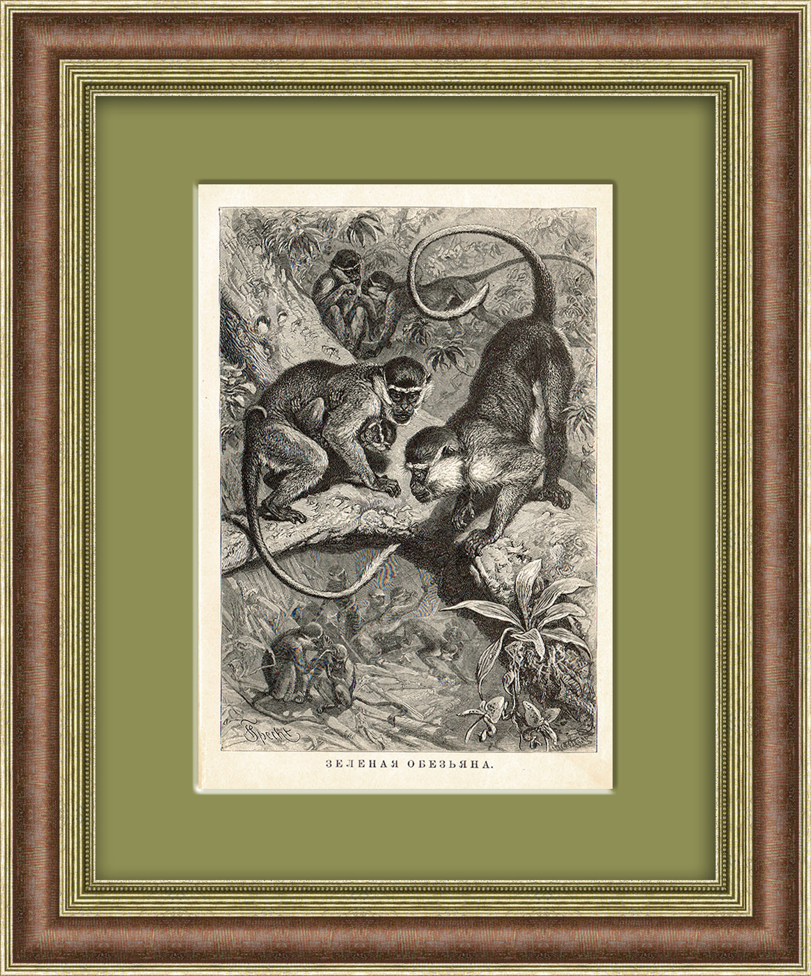 Зеленая мартышка. Антикварная литография Зеленая мартышка. Антикварная литография