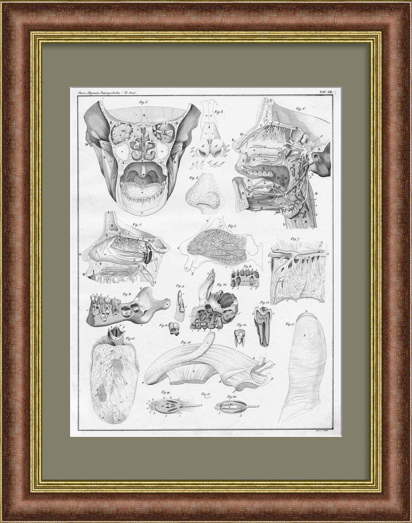 Органы обоняния и вкуса. Старинная гравюра 19 века