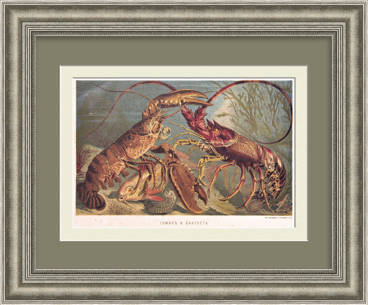 Омар и Лангуст. Старинная гравюра 19 века Омар и Лангуст. Старинная гравюра 19 века