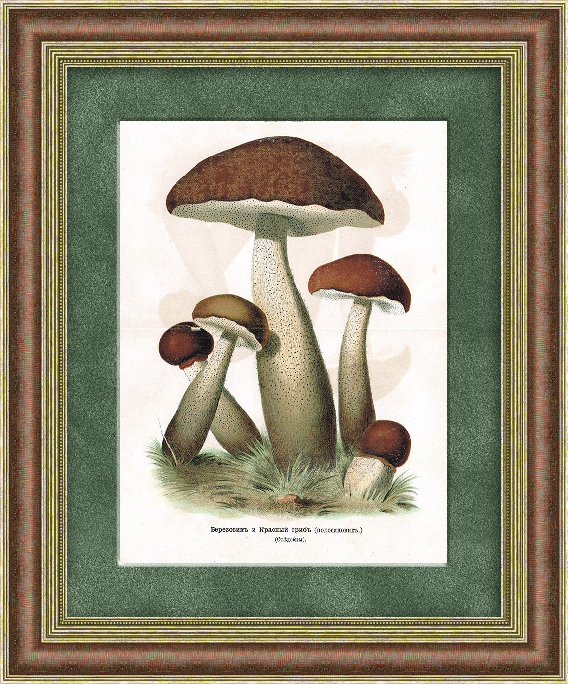 Березовик и красный гриб (подосиновик). Старинная хромолитография Березовик и красный гриб (подосиновик). Старинная хромолитография