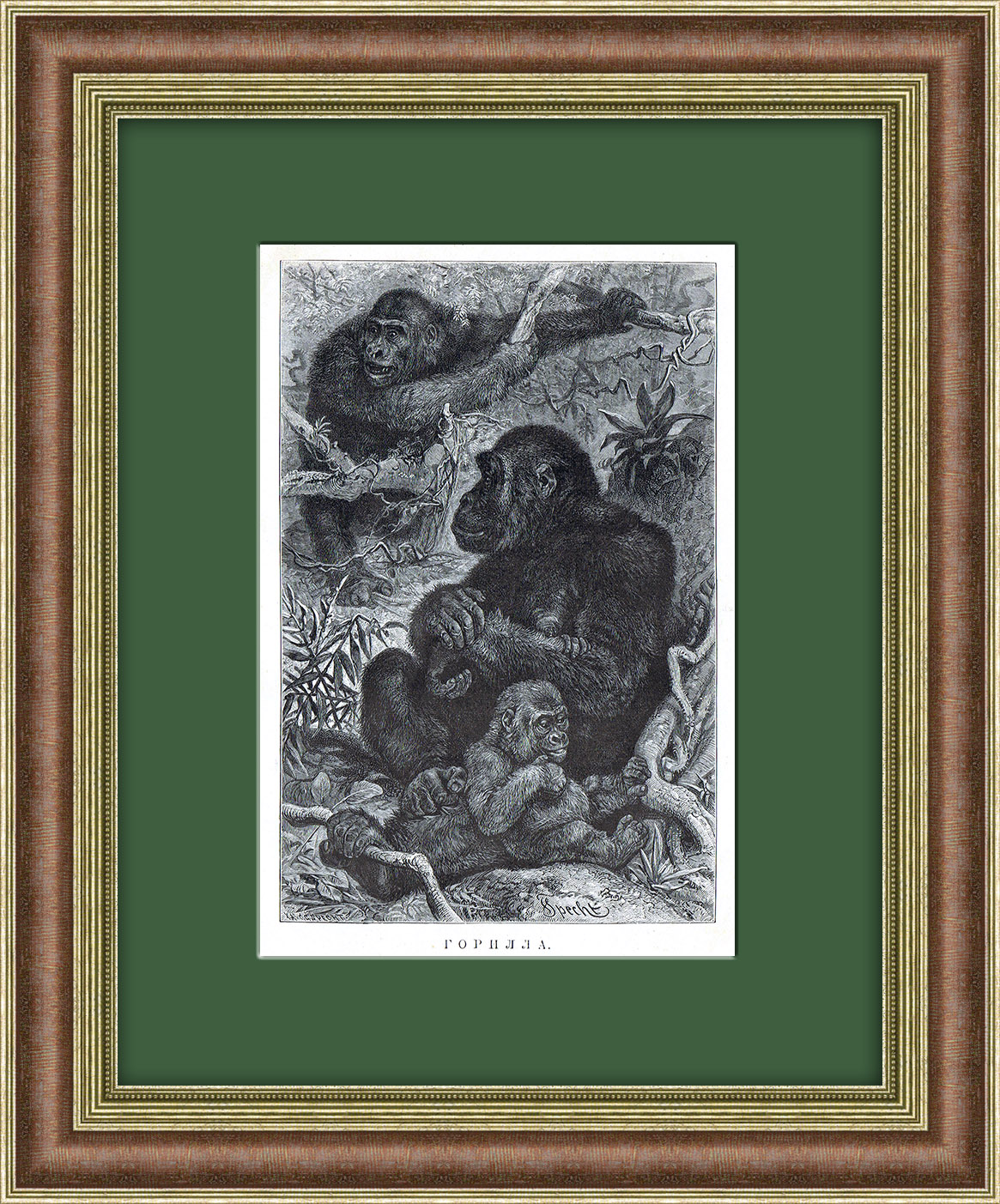 Горилла с детенышем. Зоологическая литография в раме Горилла с детенышем. Зоологическая литография в раме