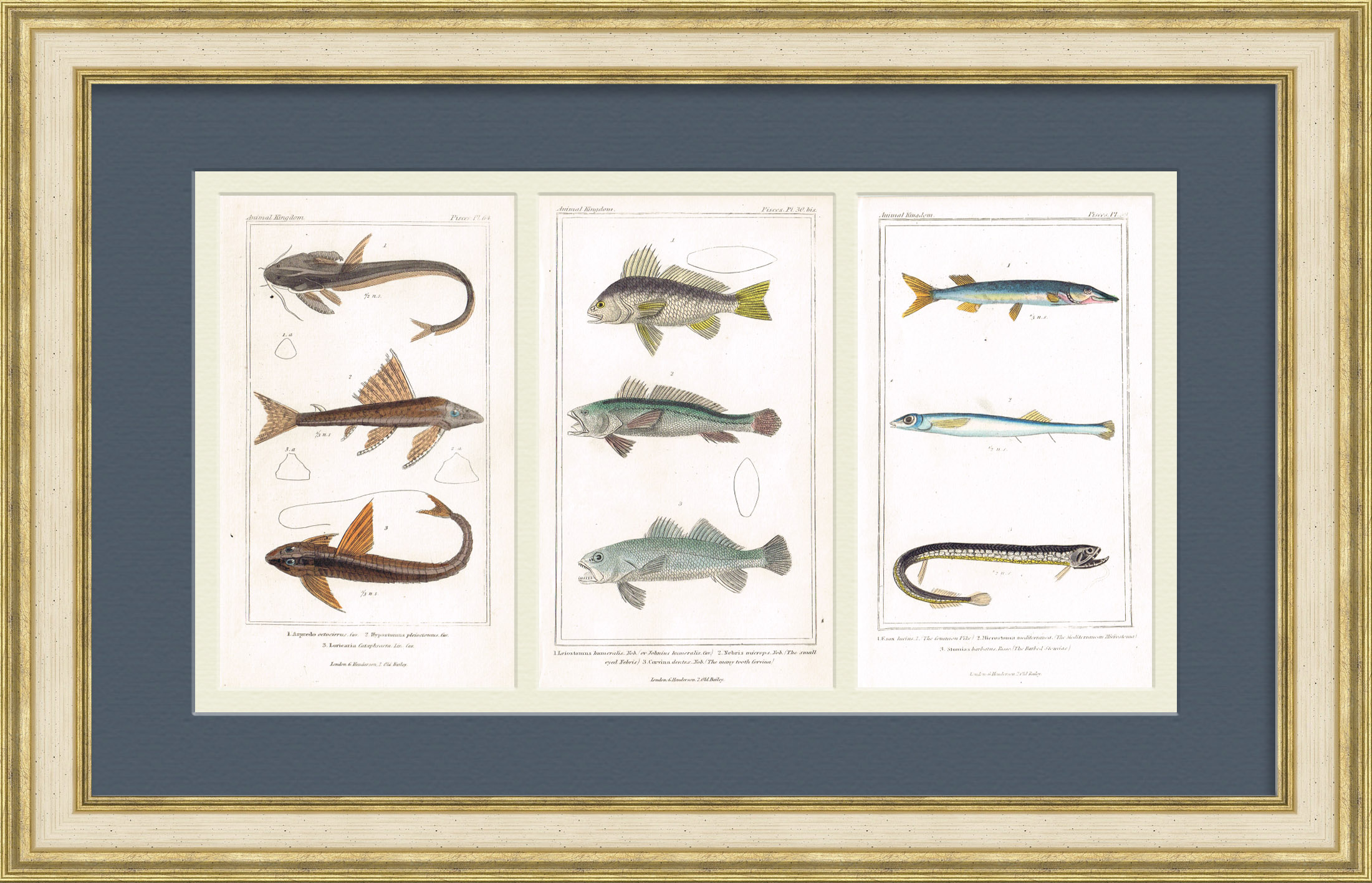 Сом, горбыль, щука, стомиа-боа и др. Антикварная гравюра 1830-х годов Сом, горбыль, щука, стомиа-боа и др. Антикварная гравюра 1830-х годов