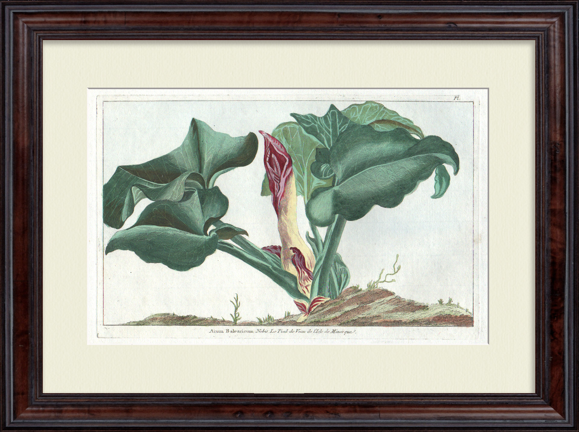 Аронник - телячья нога. Большая, редкая гравюра 18 века Аронник - телячья нога. Большая, редкая гравюра 18 века