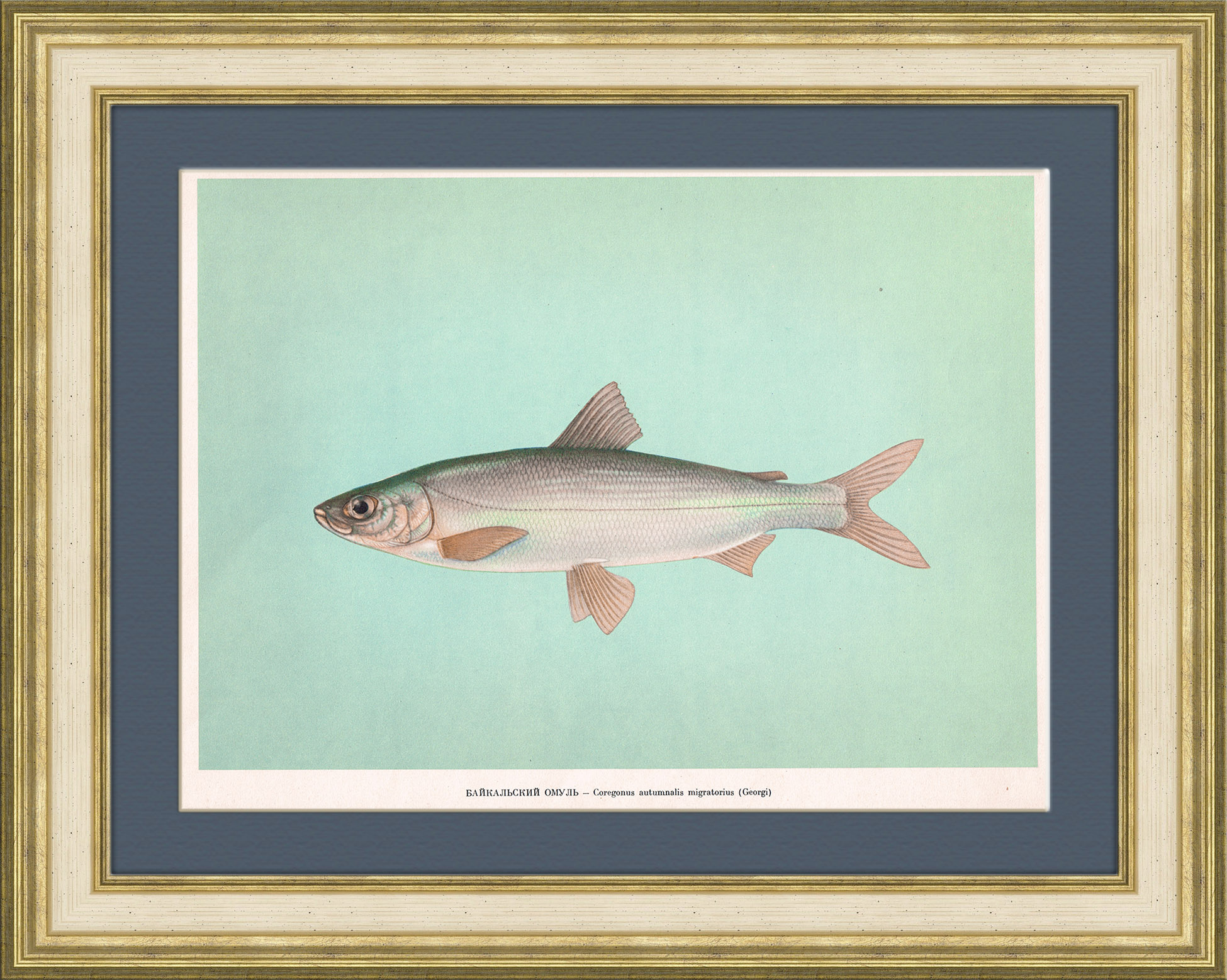 Байкальский омуль. Плакат советского периода Байкальский омуль. Плакат советского периода