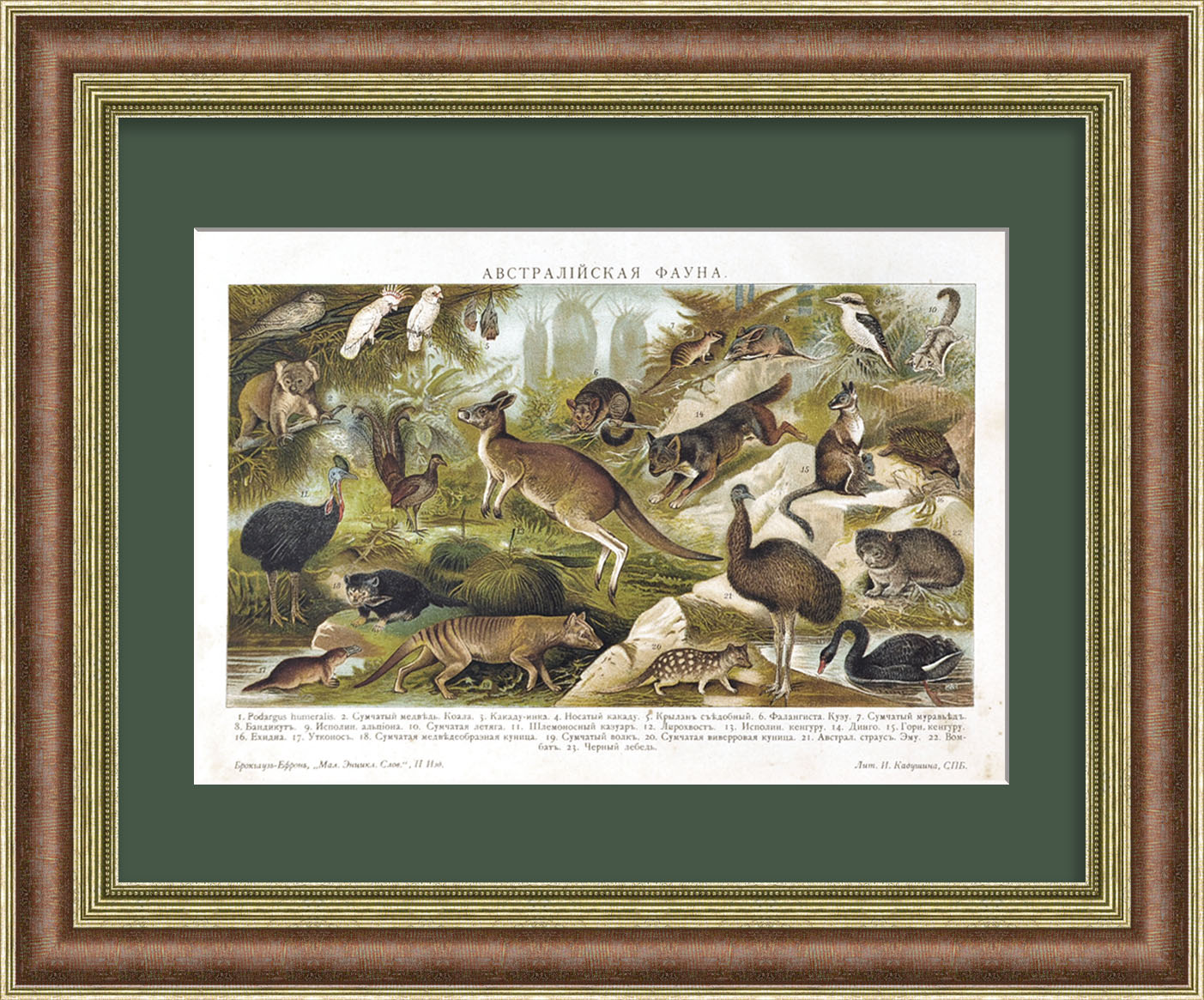 Фауна Австралии. Старинная хромолитография Фауна Австралии. Старинная хромолитография