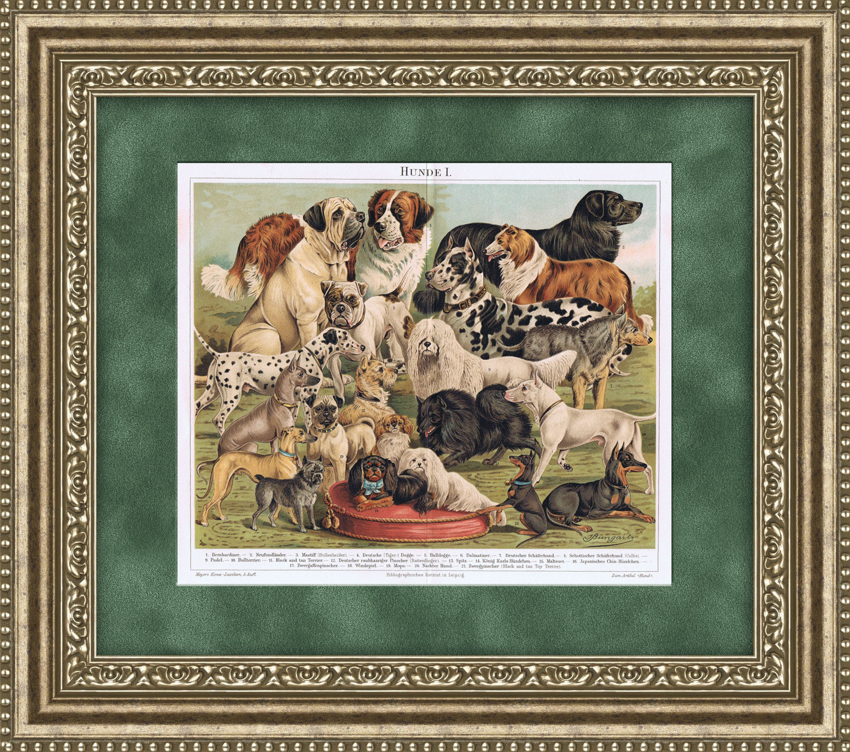 Породы служебных и декоративных собак. Антикварная литография в раме, 1895 год Породы служебных и декоративных собак. Антикварная литография в раме, 1895 год