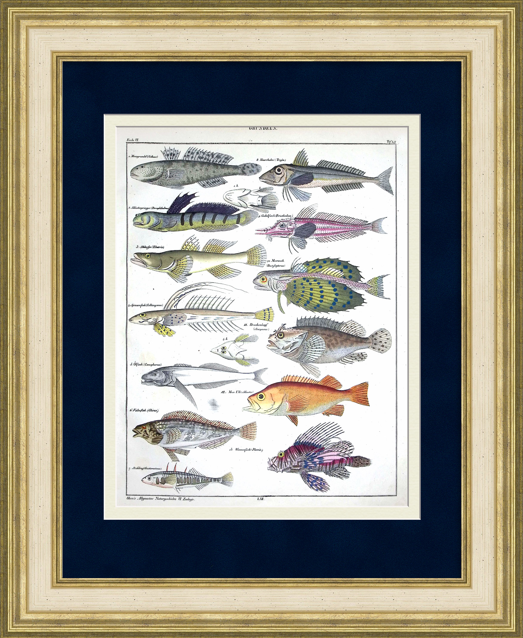 Рыбы семейства Бычки: бычок, рыба-зебра, морской окунь. Уникальная гравюра 19 века Рыбы семейства Бычки: бычок, рыба-зебра, морской окунь. Уникальная гравюра 19 века