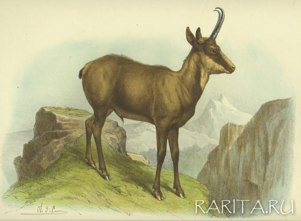 Серна. Цветная литография Серна. Цветная литография
