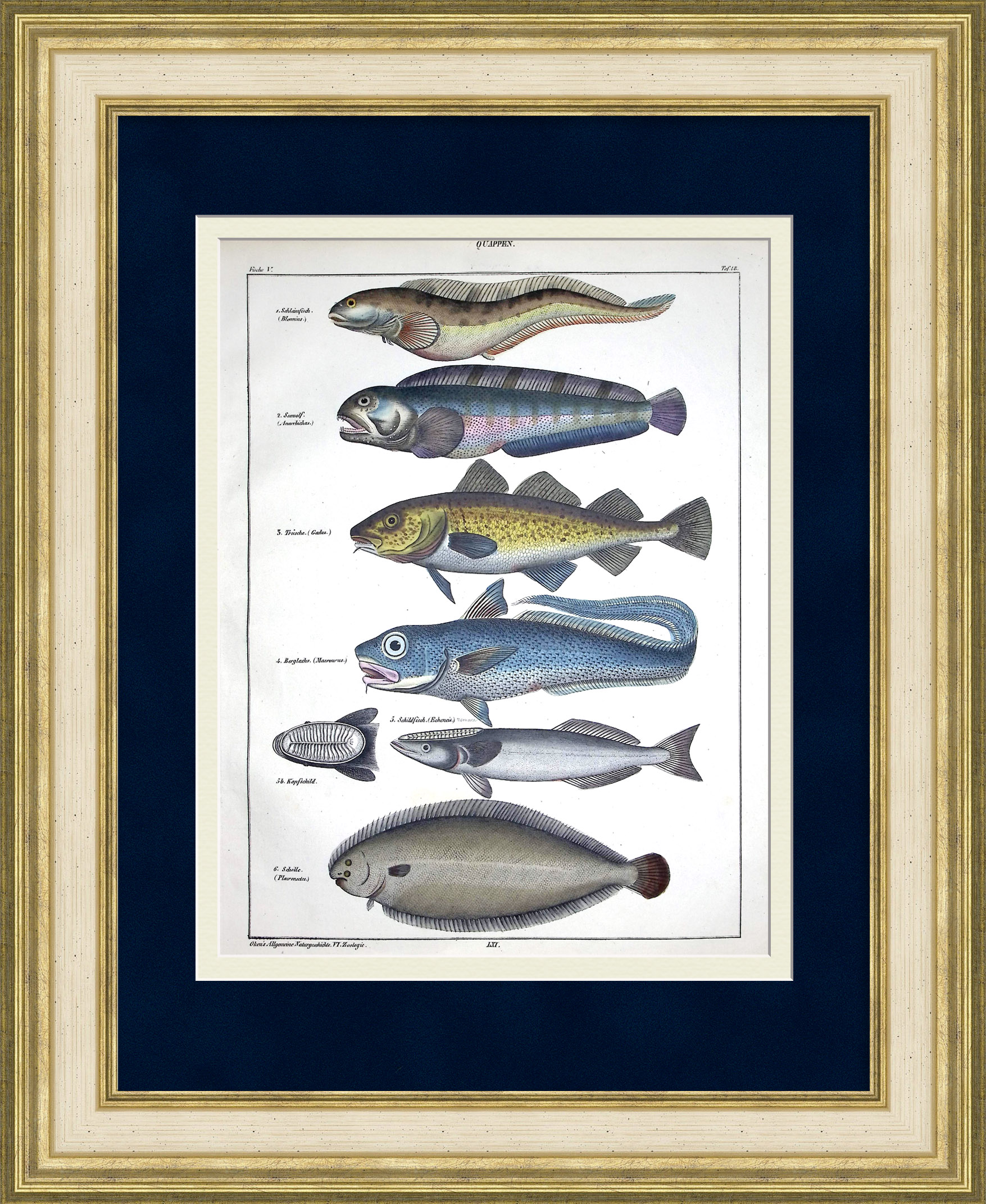 Рыбы семейства Налимовые: атлантическая треска, камбала. Старинная гравюра Рыбы семейства Налимовые: атлантическая треска, камбала. Старинная гравюра