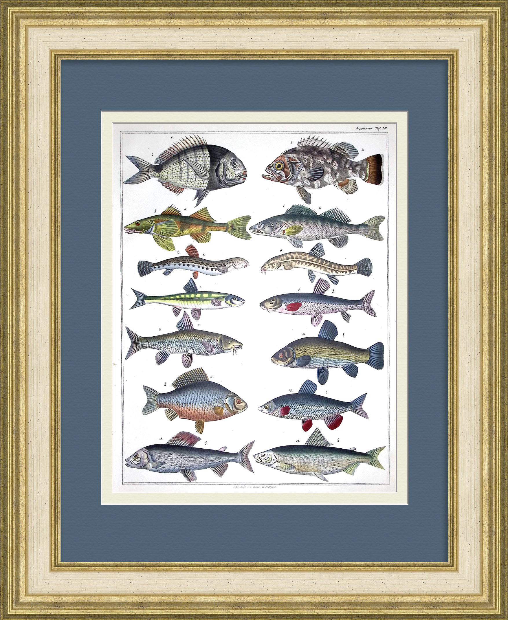 Виды рыб: карась, сиг, пескарь, судак. Старинная, редкая гравюра Виды рыб: карась, сиг, пескарь, судак. Старинная, редкая гравюра