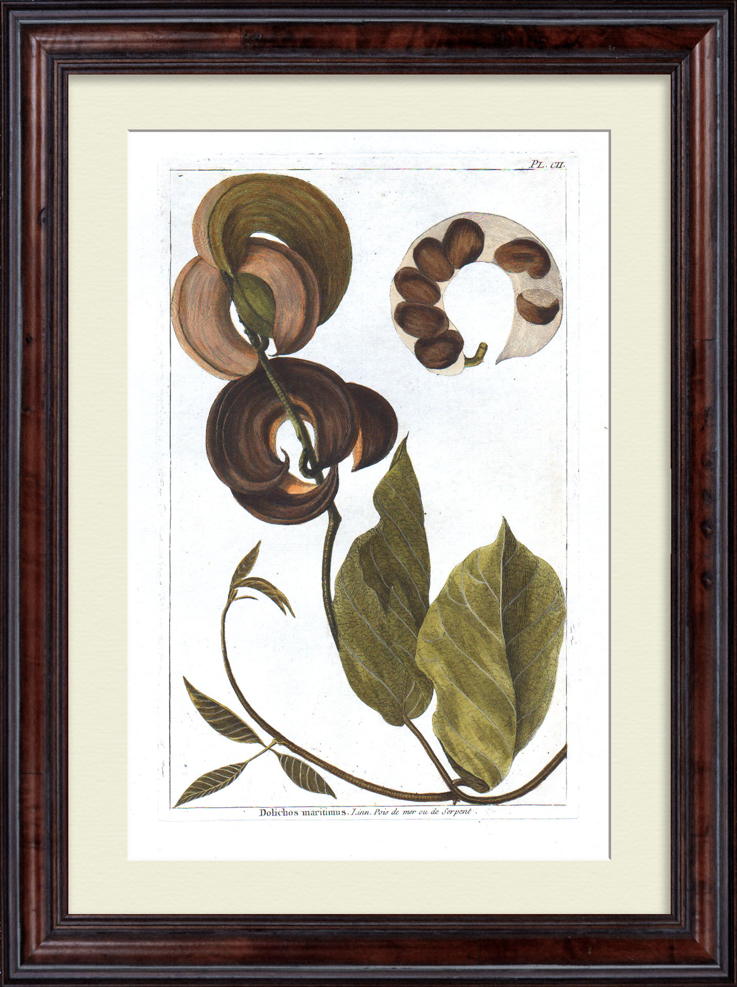 Вьющаяся сирень. Большая, редкая гравюра 18 века Вьющаяся сирень. Большая, редкая гравюра 18 века