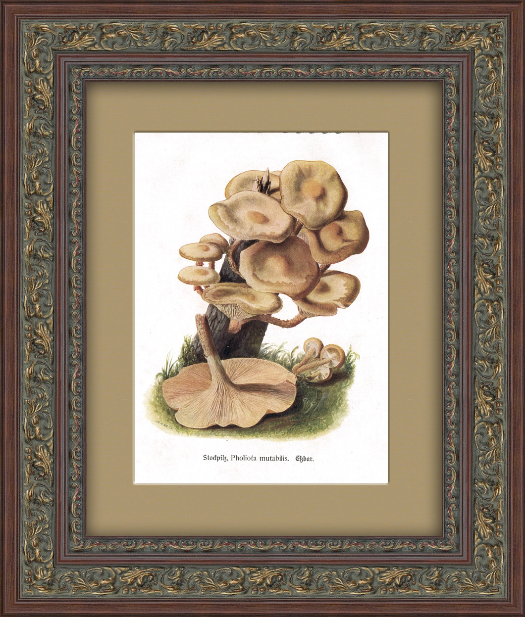 Опята, старинная хромолитография в раме Опята, старинная хромолитография в раме