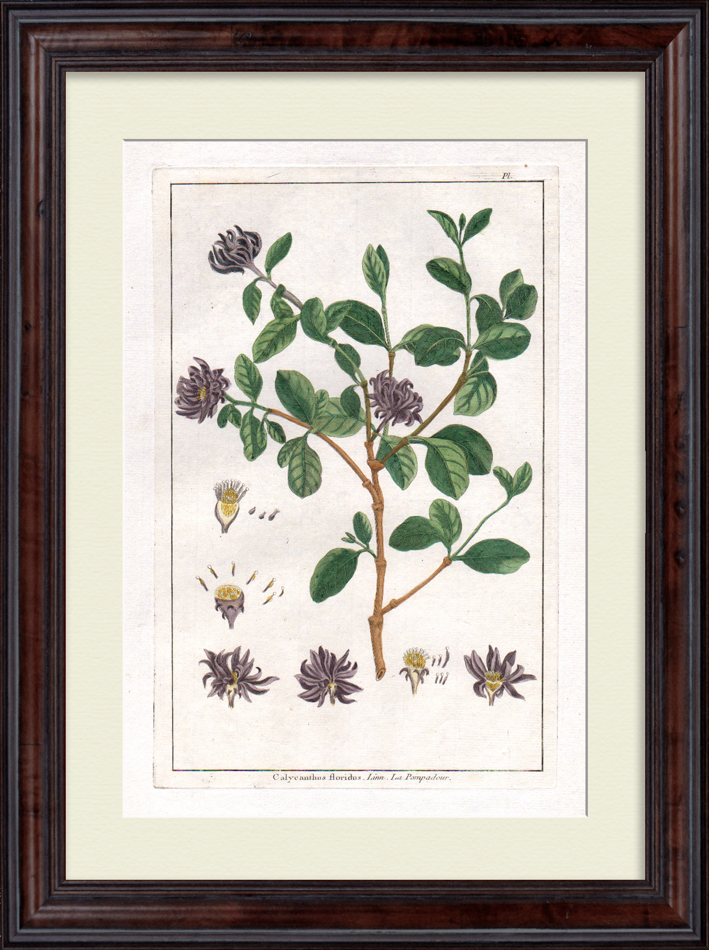 Чашецветник. Большая, редкая гравюра 18 века Чашецветник. Большая, редкая гравюра 18 века