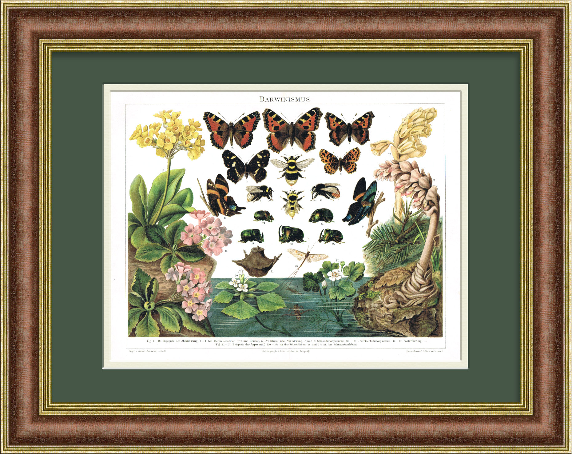 Бабочки, жуки и цветы. Антикварная хромолитография Бабочки, жуки и цветы. Антикварная хромолитография