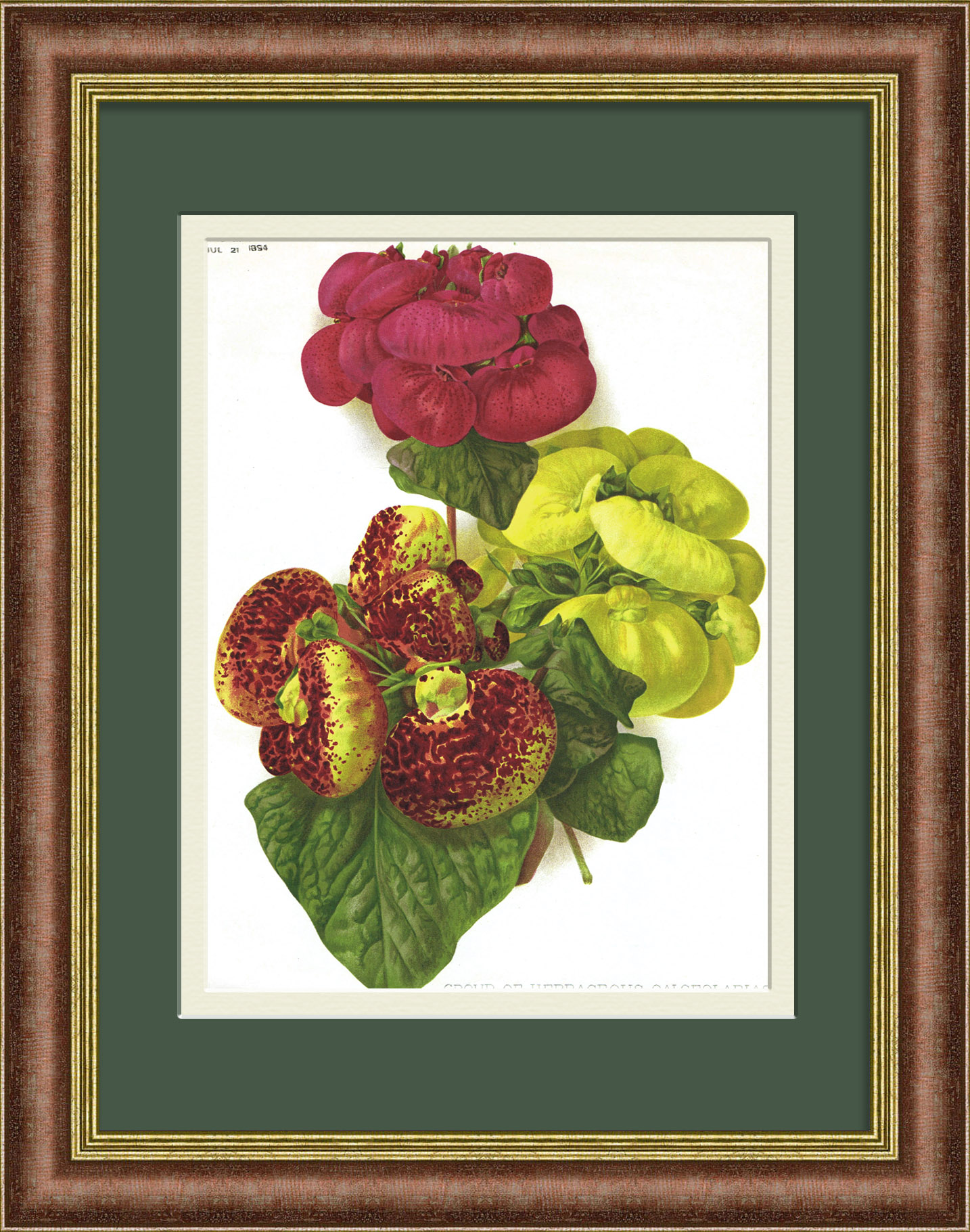 Кальцеолярия цветущая. Хромолитография 19 века Кальцеолярия цветущая. Хромолитография 19 века