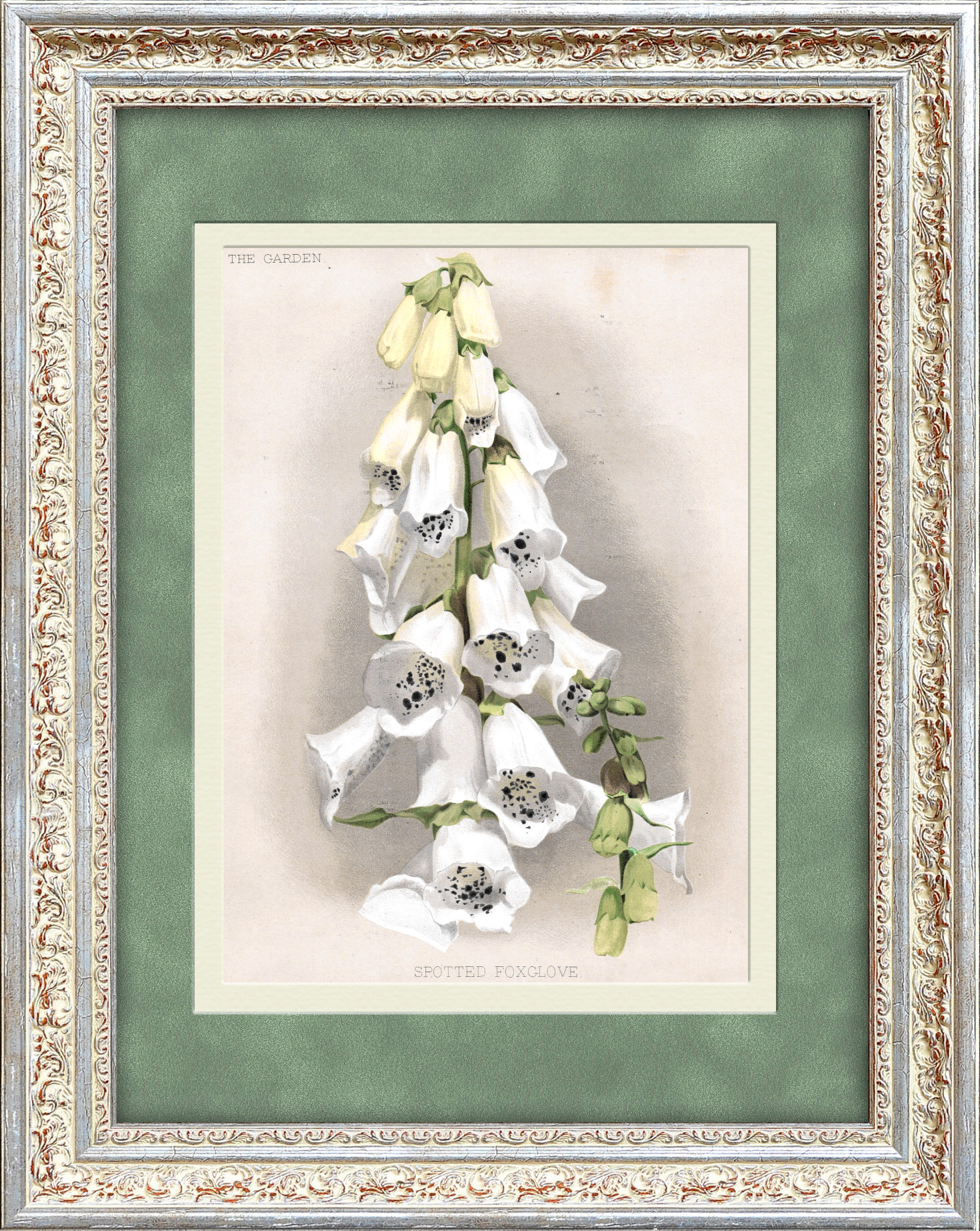 Наперстянка. Цветная литография 19 века Наперстянка. Цветная литография 19 века