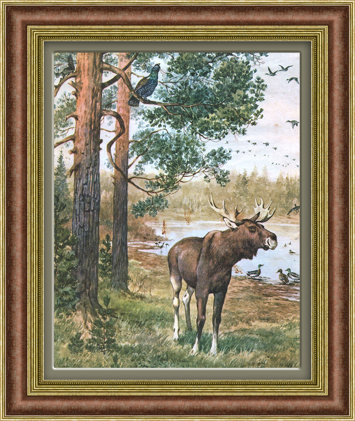 Лось и глухарь в хвойном лесу. Тиражная иллюстрация Лось и глухарь в хвойном лесу. Тиражная иллюстрация