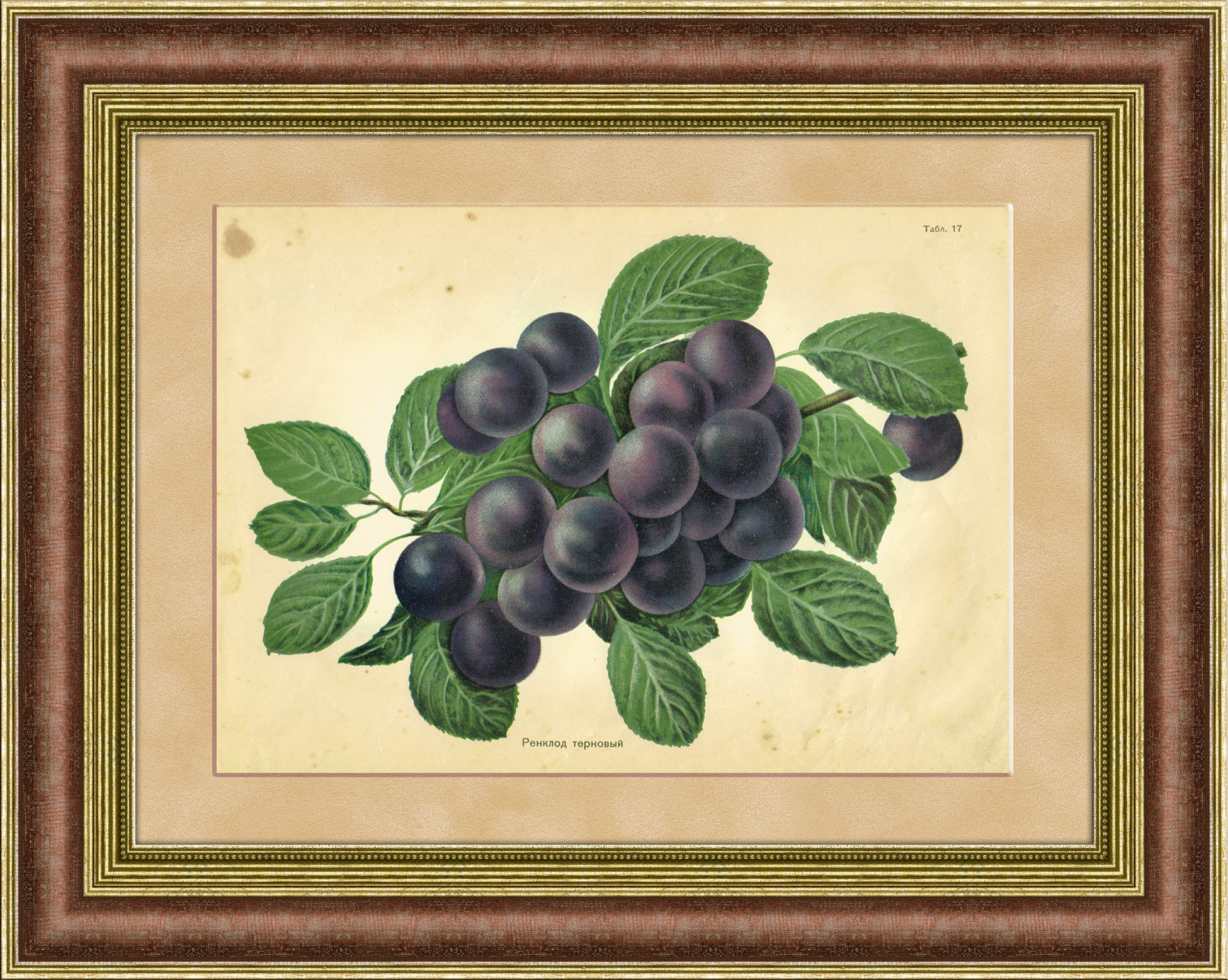 Ренклод терновый, мичуринская слива. Хромолитография Ренклод терновый, мичуринская слива. Хромолитография