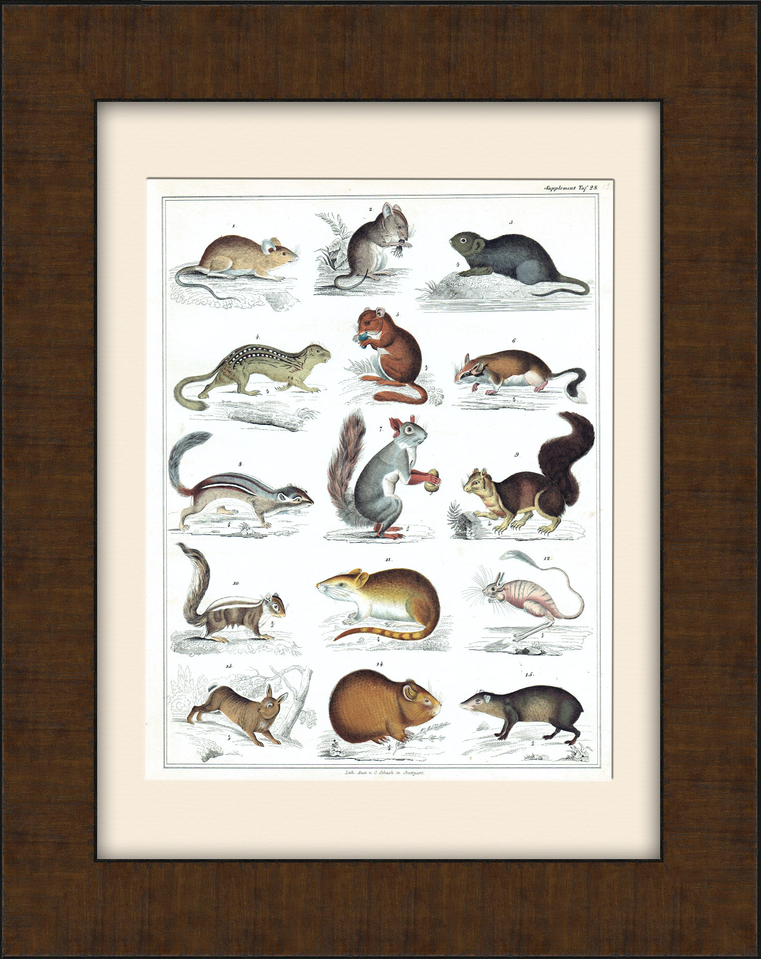 Белка, морская свинка, хомяк, бурундук, заяц и др. Старинная гравюра в раме Белка, морская свинка, хомяк, бурундук, заяц и др. Старинная гравюра в раме