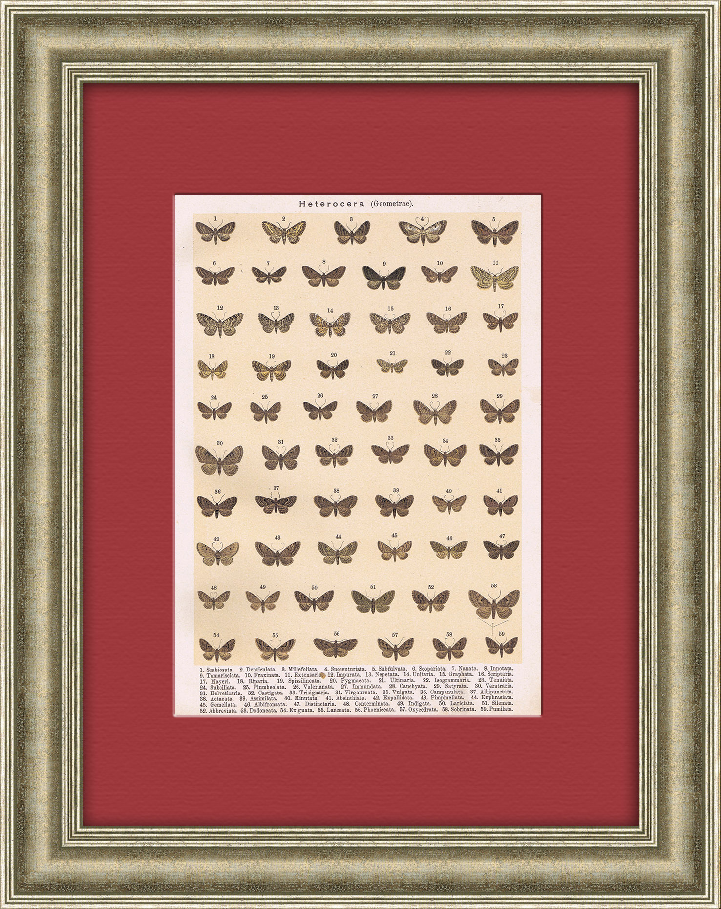 Разновидности бабочек и мотыльков. Хромолитография в раме Разновидности бабочек и мотыльков. Хромолитография в раме