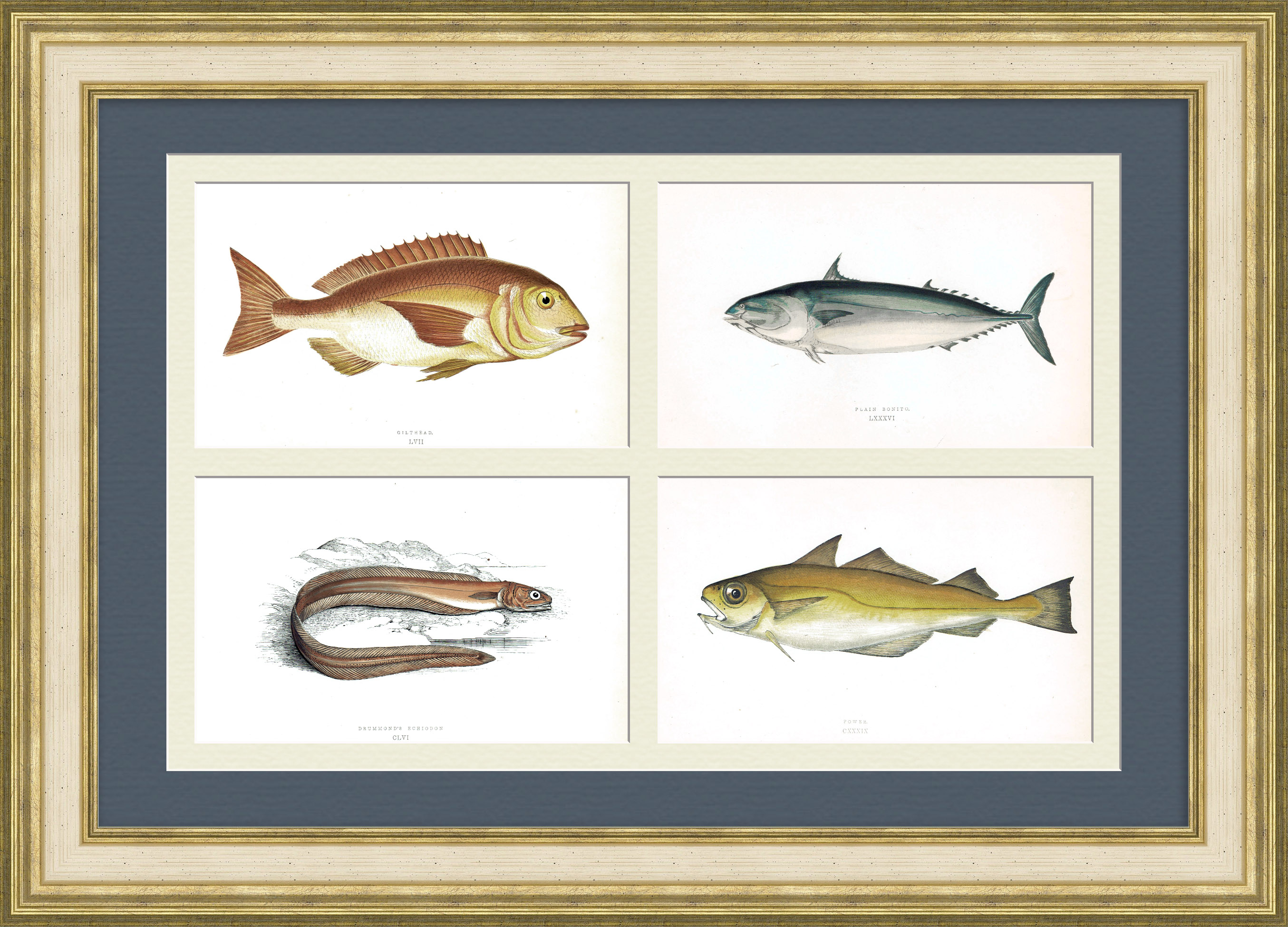 Рыбы Великобритании: дорада, бонито, эхиодонт,капелан. Редкое, старинное панно Рыбы Великобритании: дорада, бонито, эхиодонт,капелан. Редкое, старинное панно