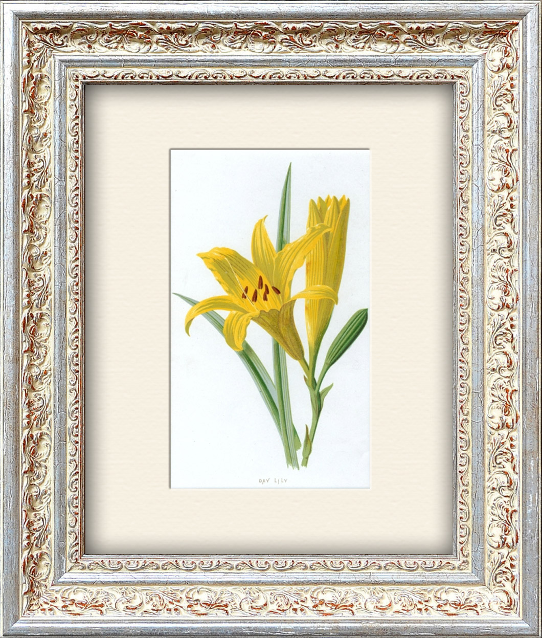 Желтая лилия. Старинная литография в раме Желтая лилия. Старинная литография в раме
