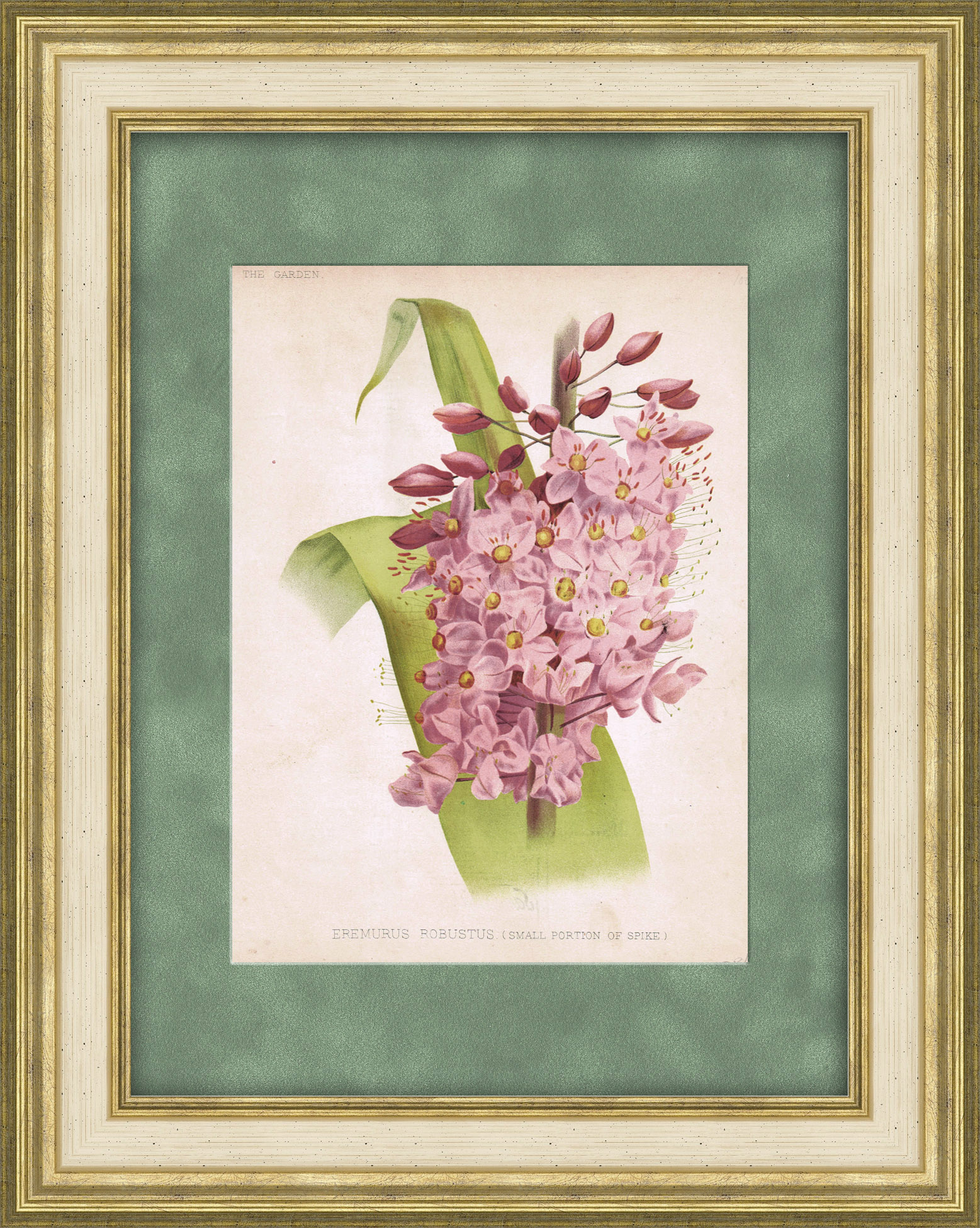 Эремурус мощный. Старинная литография в раме Эремурус мощный. Старинная литография в раме