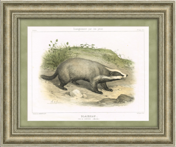 Барсук, большая старинная литография Барсук, большая старинная литография