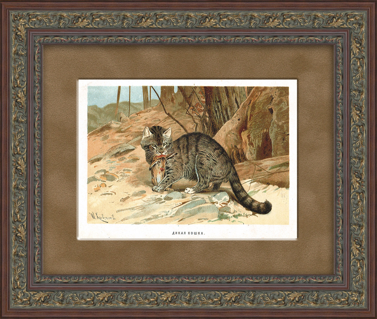 Дикая кошка. Старинная хромолитография, 19 век Дикая кошка. Старинная хромолитография, 19 век