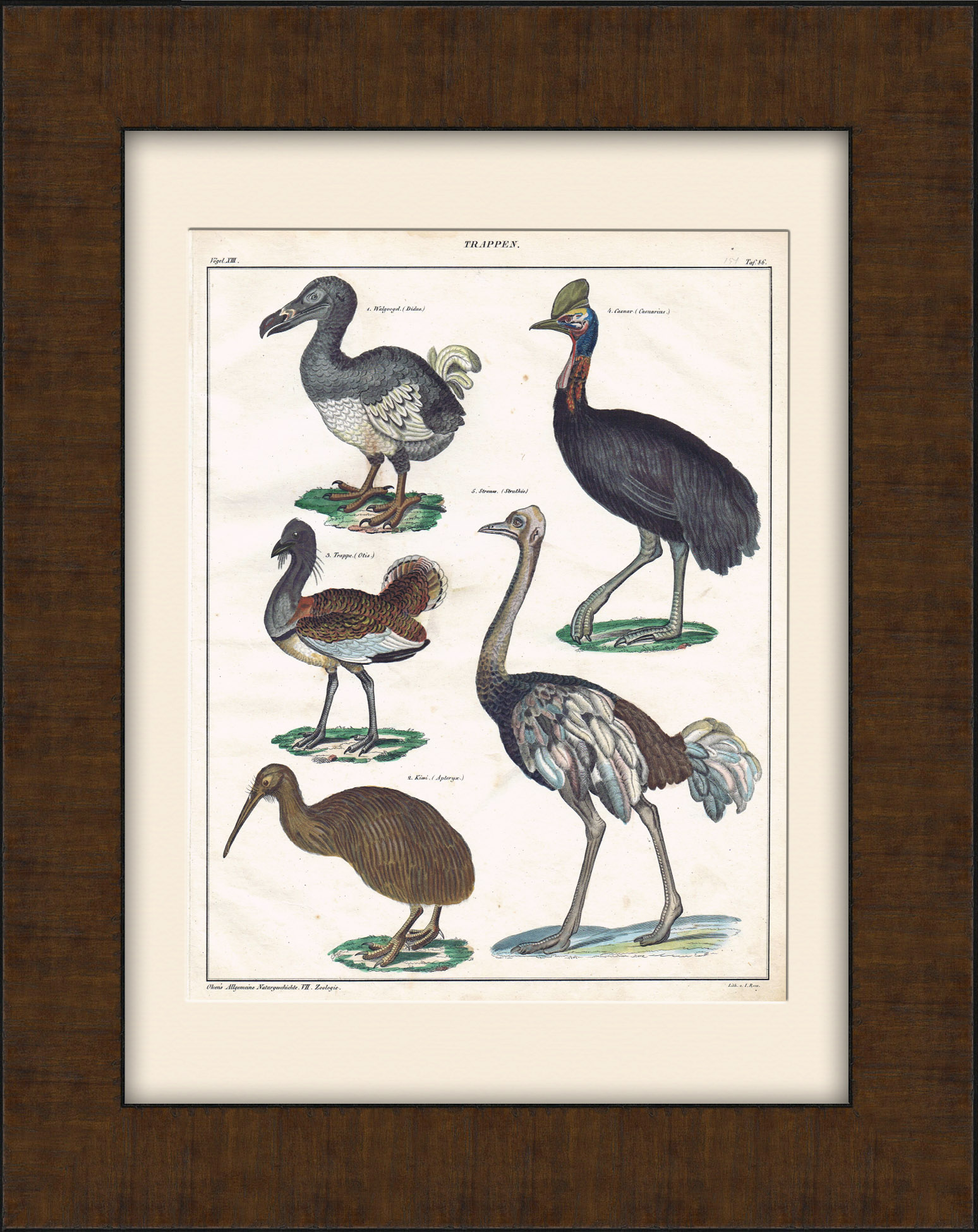 Додо, казуар, дрофа, страус, киви. Редкая гравюра с ручной раскраской Додо, казуар, дрофа, страус, киви. Редкая гравюра с ручной раскраской