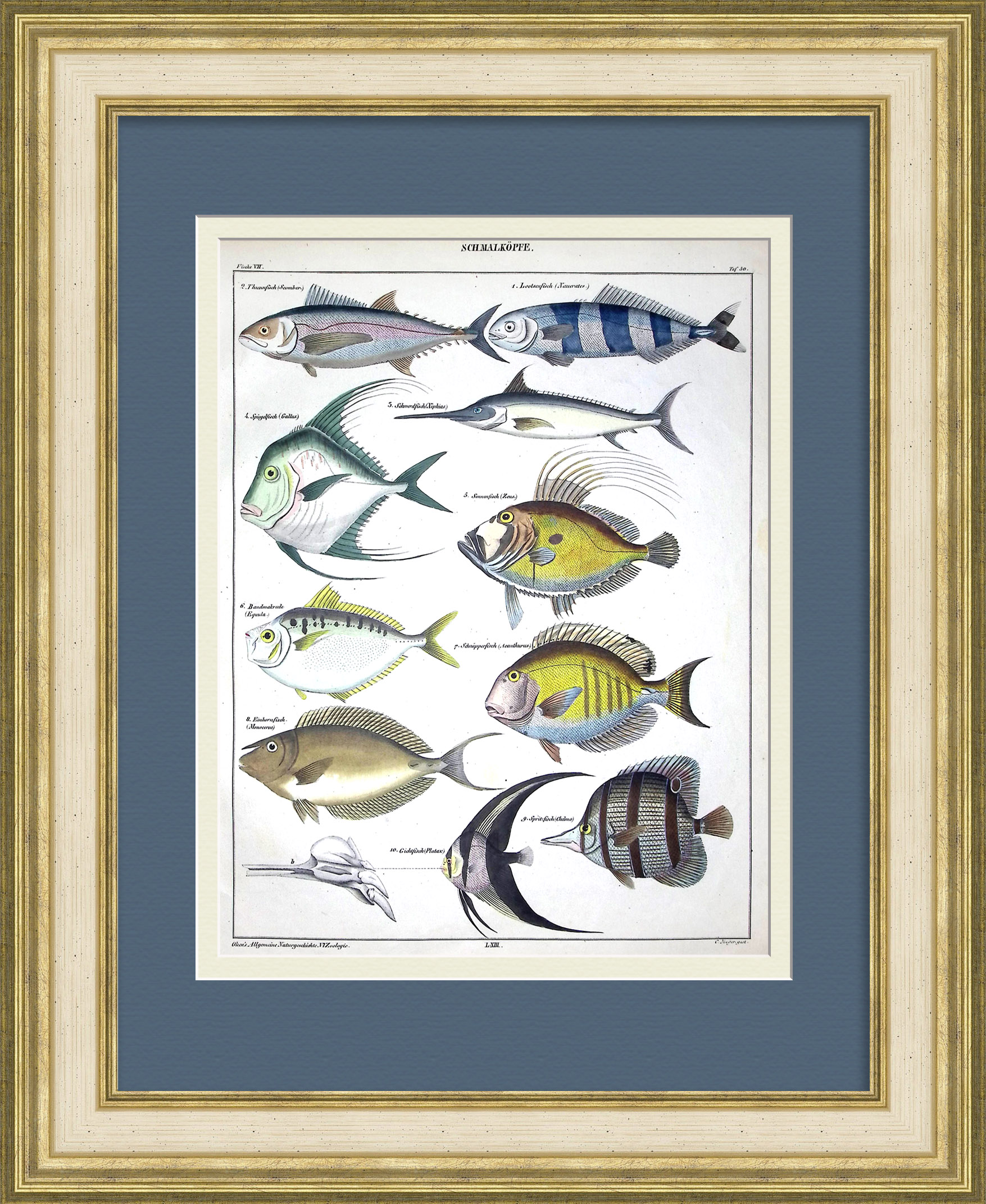 Морские рыбы: скумбрия, рыба-меч, лоцман. Уникальная гравюра 19 века Морские рыбы: скумбрия, рыба-меч, лоцман. Уникальная гравюра 19 века