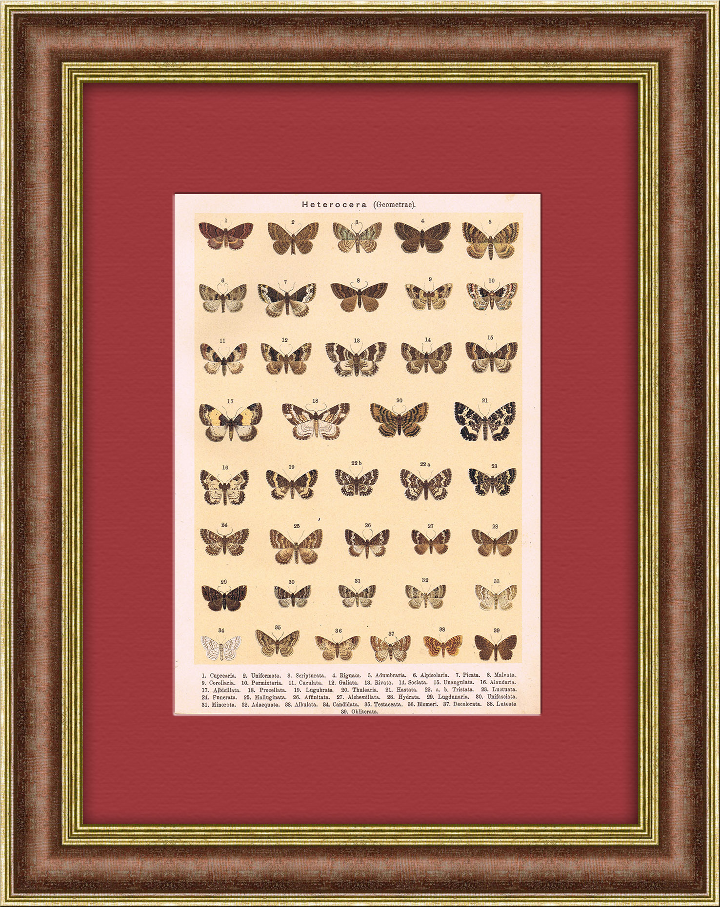 Бабочки и мотыльки. Антикварная хромолитография Бабочки и мотыльки. Антикварная хромолитография