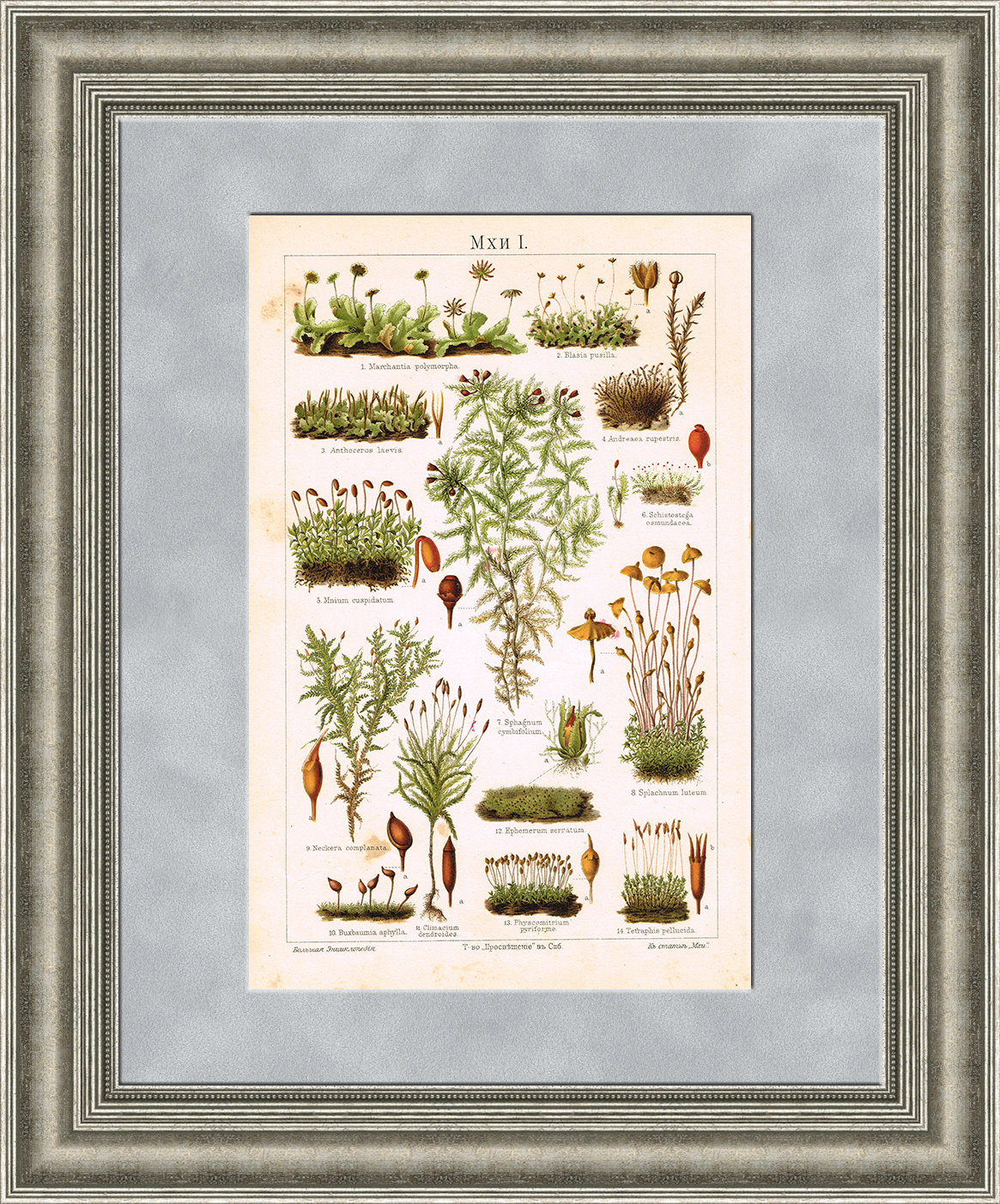 Мхи, старинная хромолитография 1904 года Мхи, старинная хромолитография 1904 года