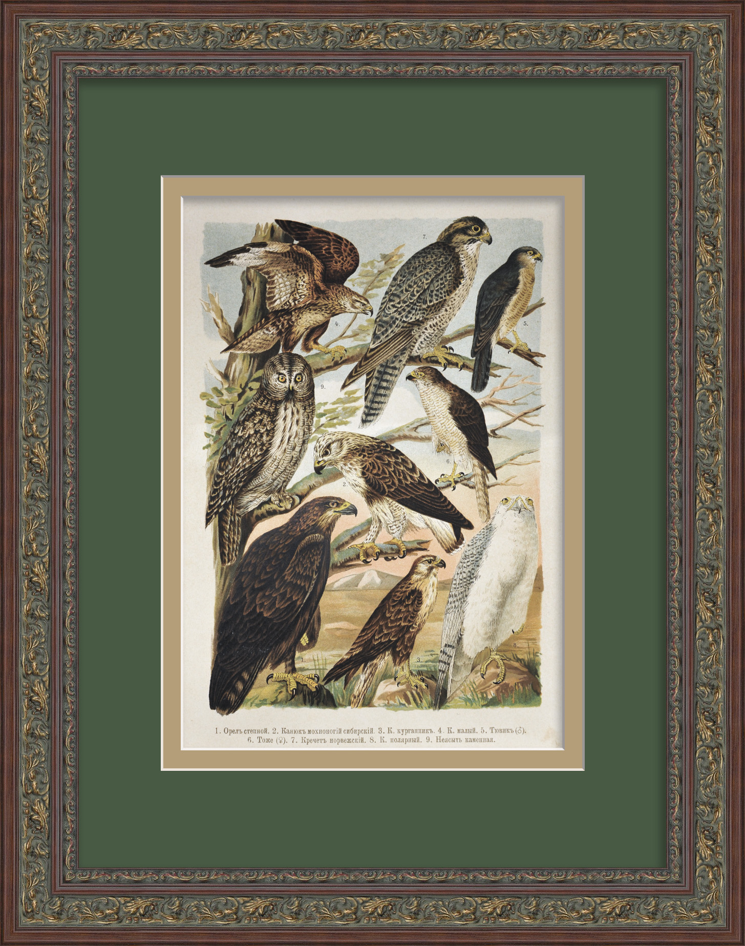 Хищные птицы. Старинная хромолитография Хищные птицы. Старинная хромолитография